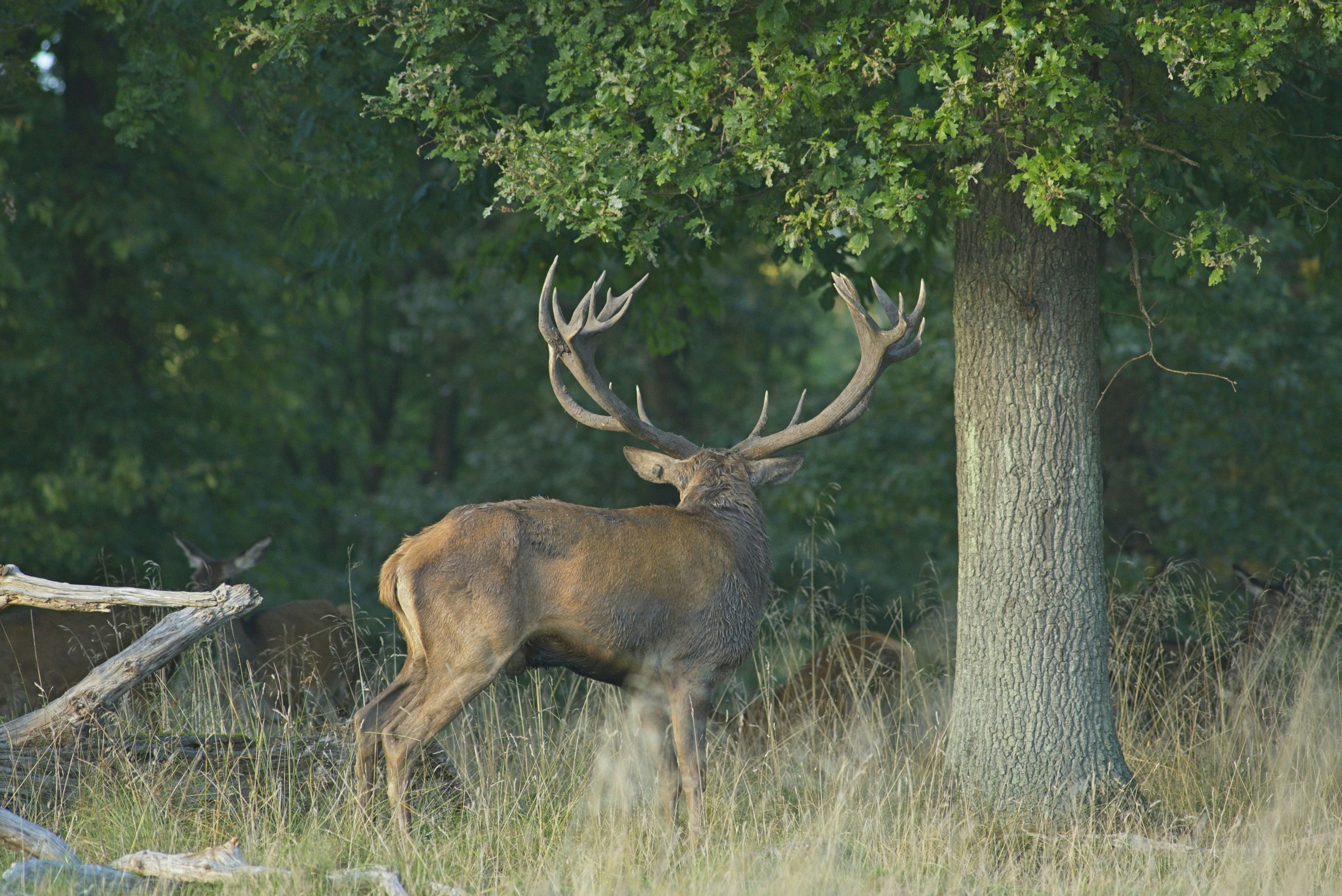 Ein großer Rothirschhirsch mit beeindruckenden Geweihen, der in der Nähe eines Baumes in einem Wald steht
