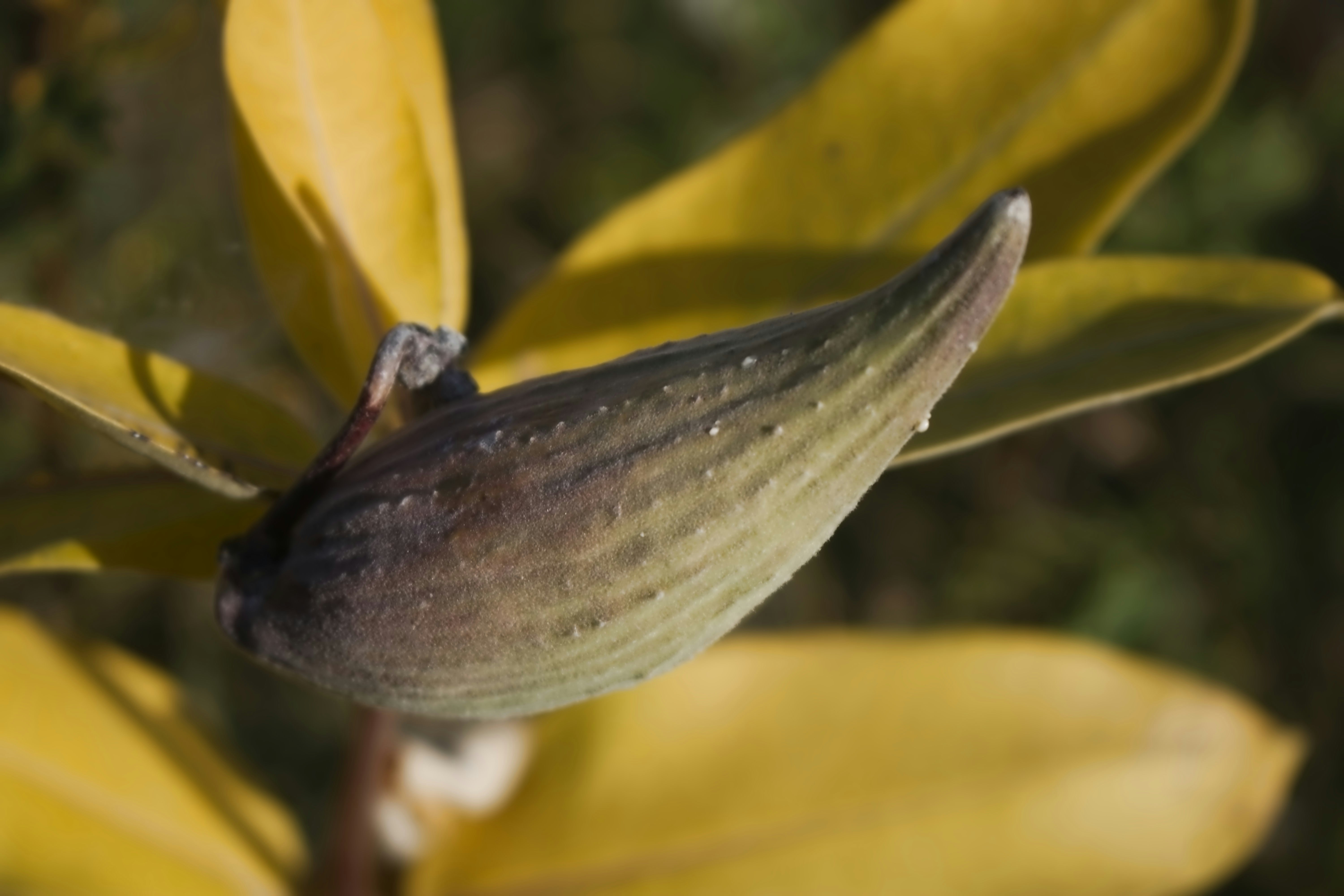 A textured milkweed seed pod surrounded by bright yellow autumn leaves