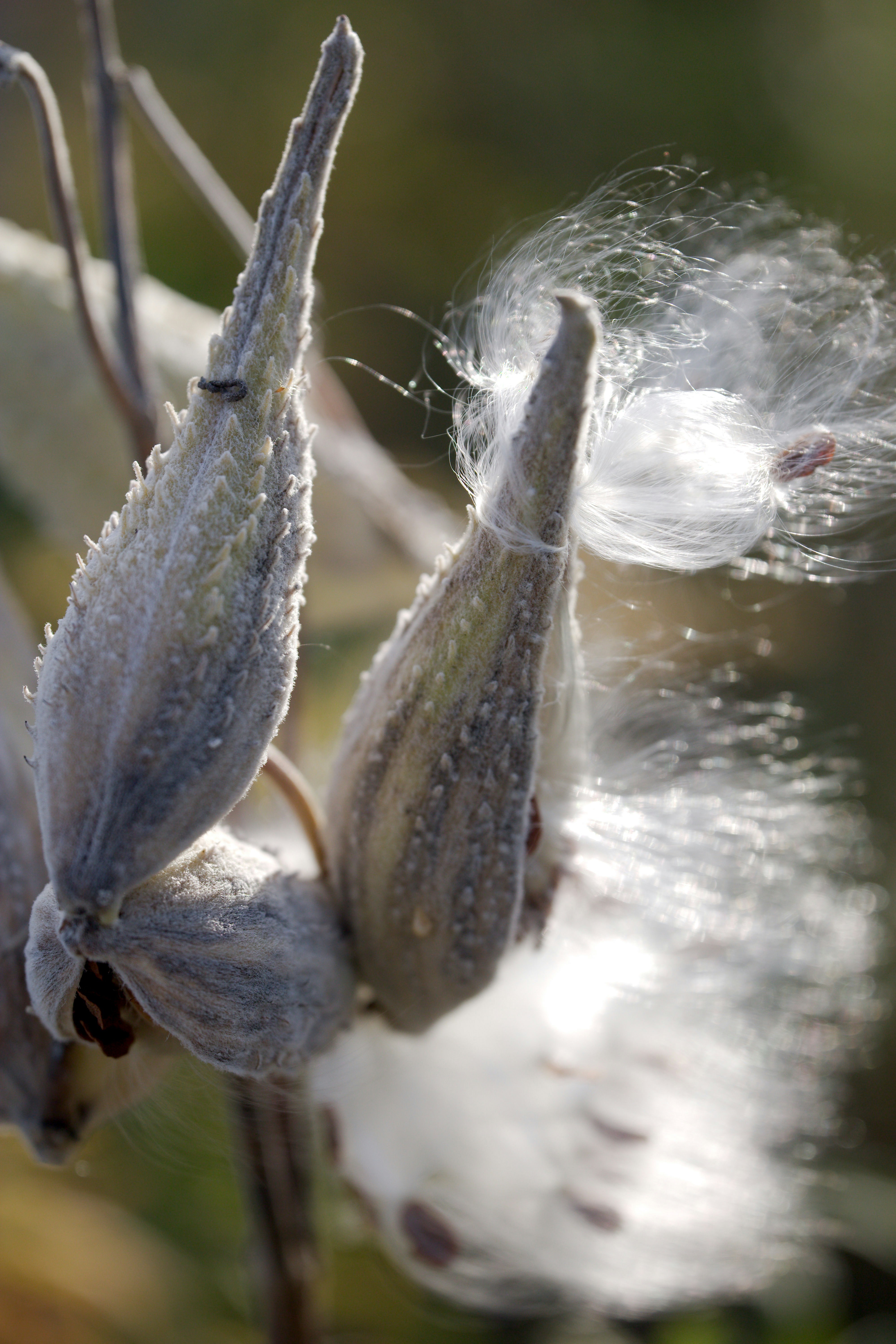 Milkweed seed pods releasing white silky seeds in the bright sunlight
