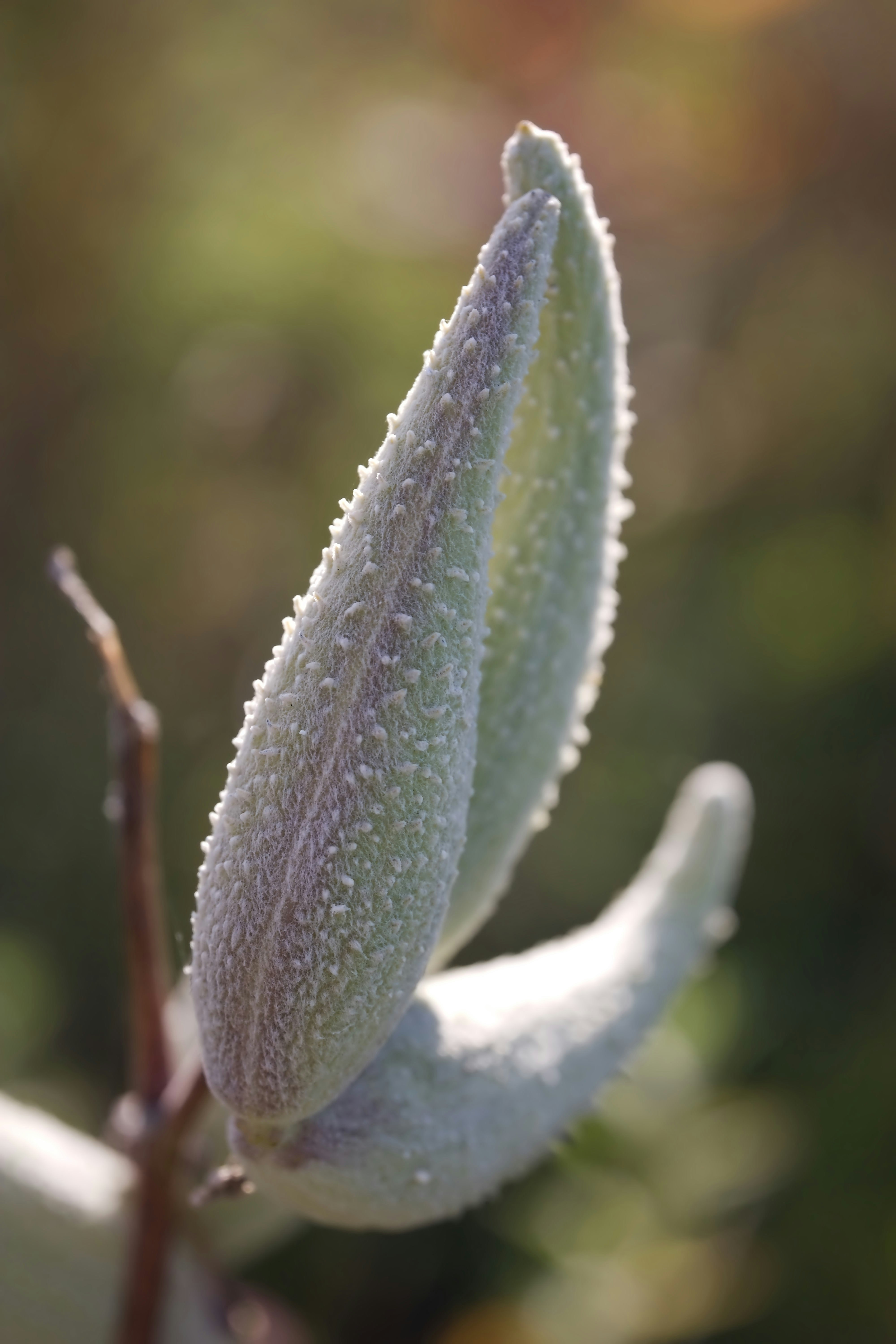 A textured green milkweed seed pod in soft sunlight against a blurred background