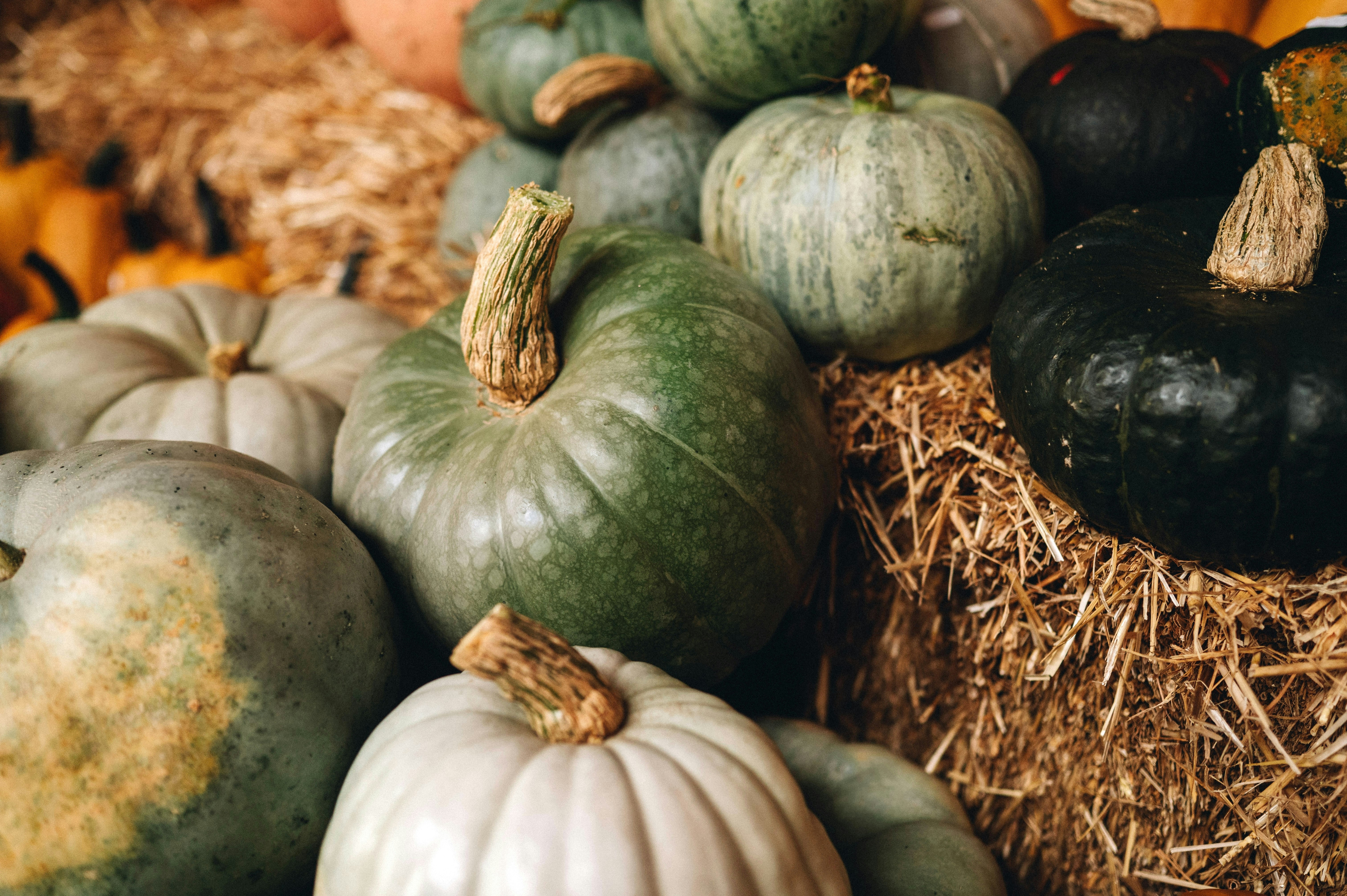 Pumpkin season