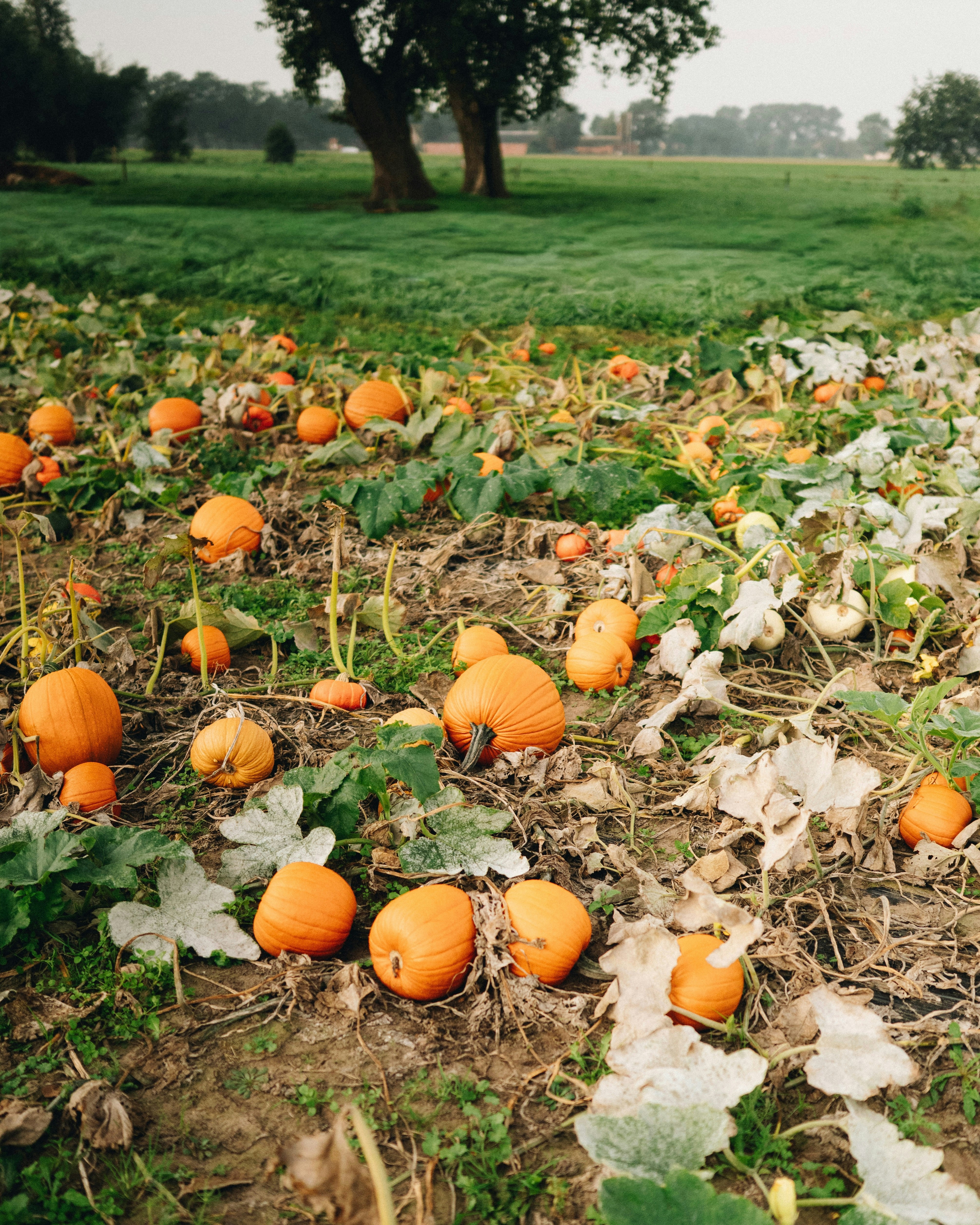 Orangefarbene Kürbisse lagen über ein Feld mit trockenen Ranken und grünem Gras verstreut