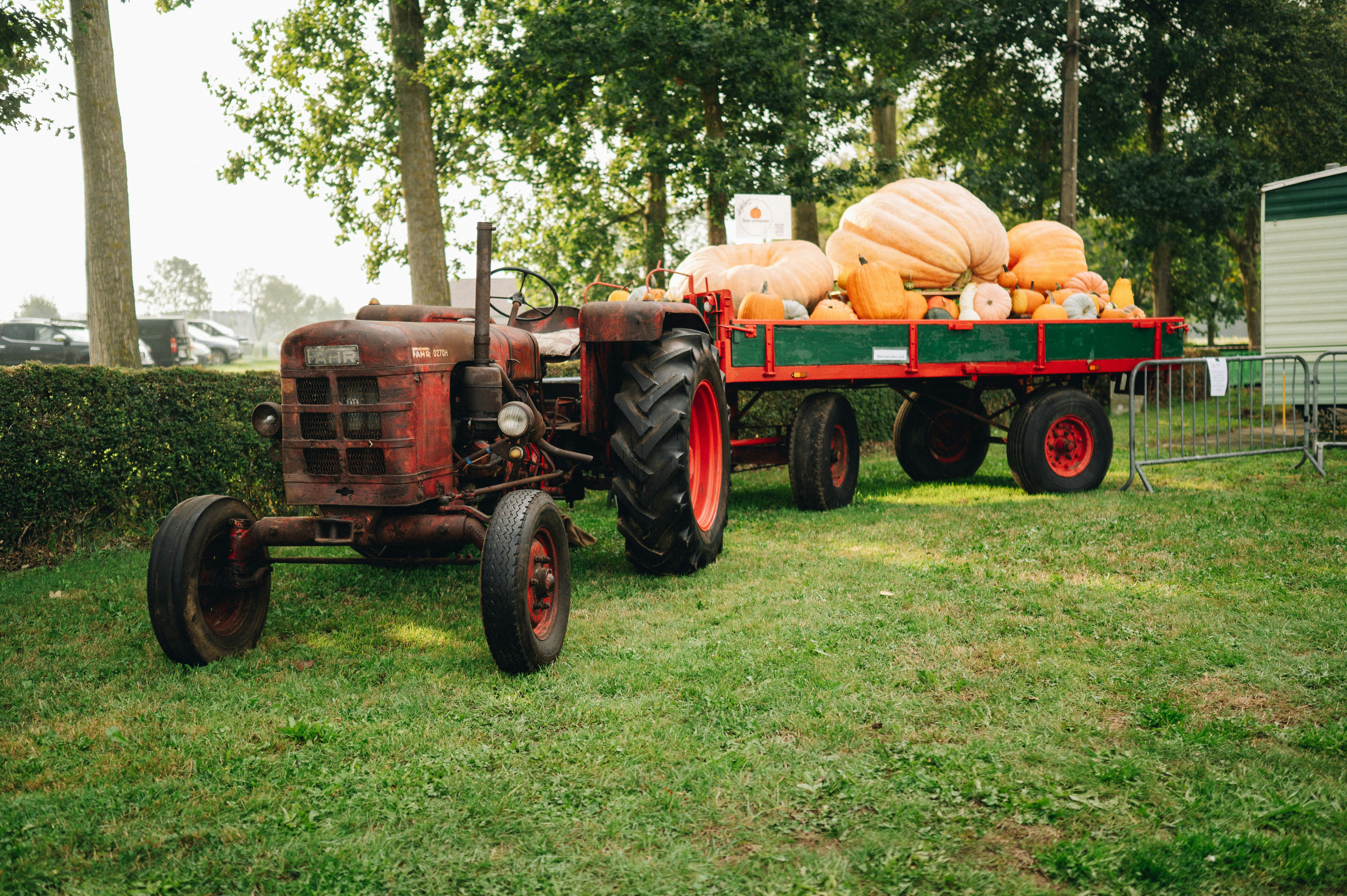 Ein alter roter Traktor, der einen Anhänger mit großen orangefarbenen Kürbissen auf Gras zieht