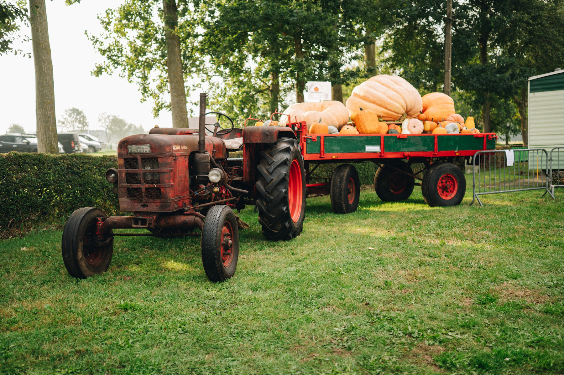 A vintage red tractor towing a flat trailer loaded with giant pumpkins across a grass field