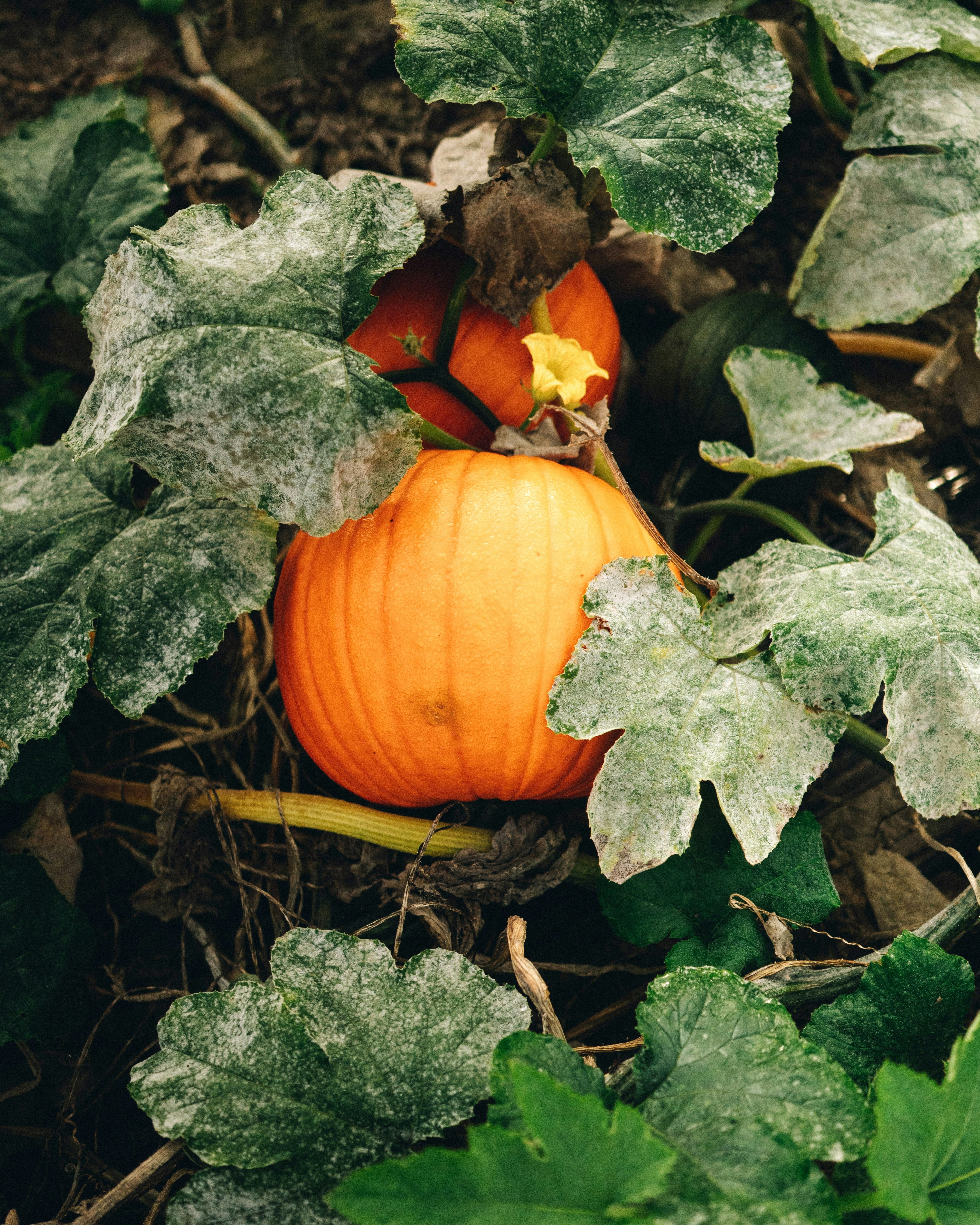 Orange pumpkins nestled among large green leaves in a garden patch