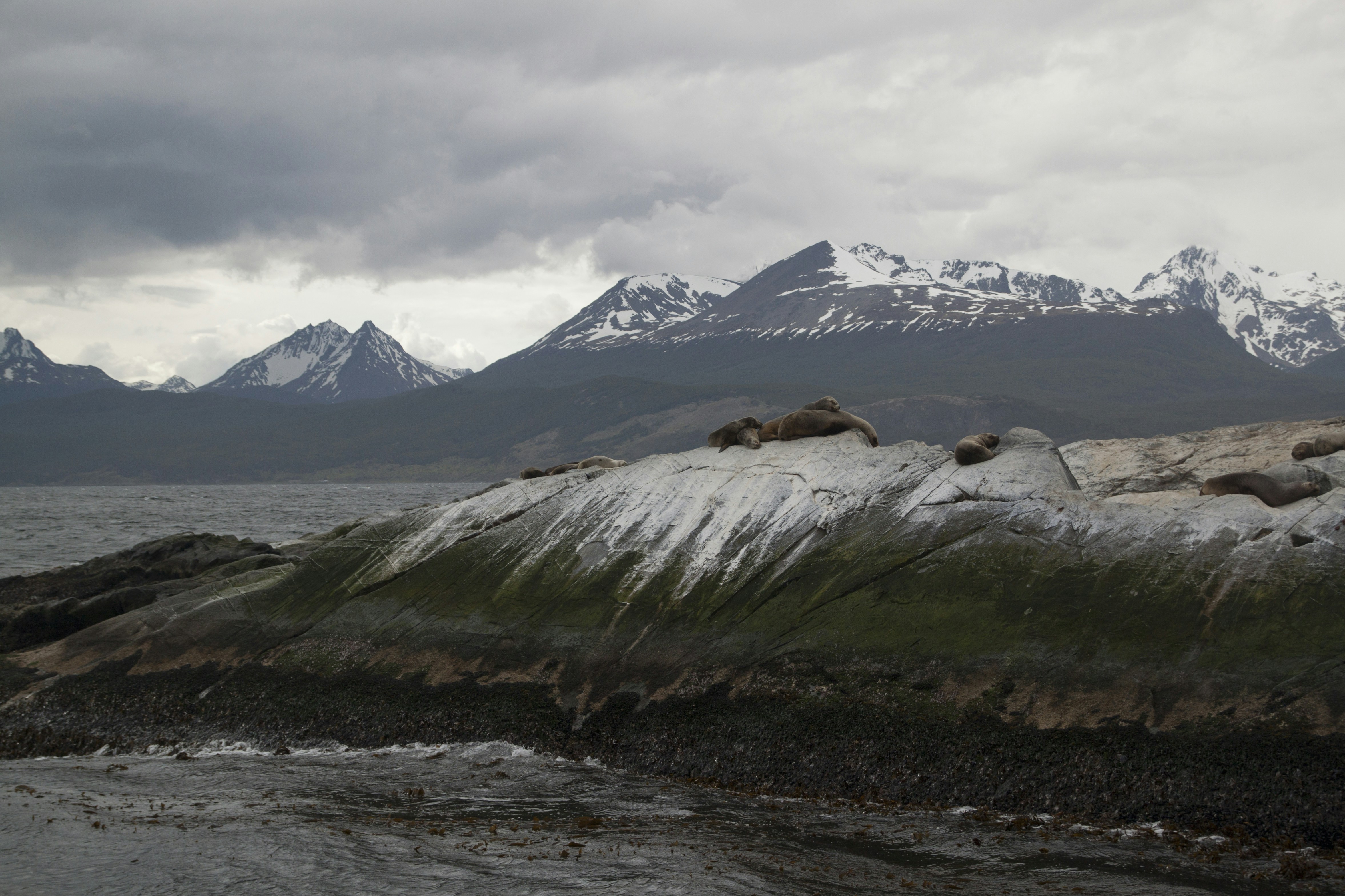 Sea lions resting on a mossy rock outcrop before snow-capped mountains