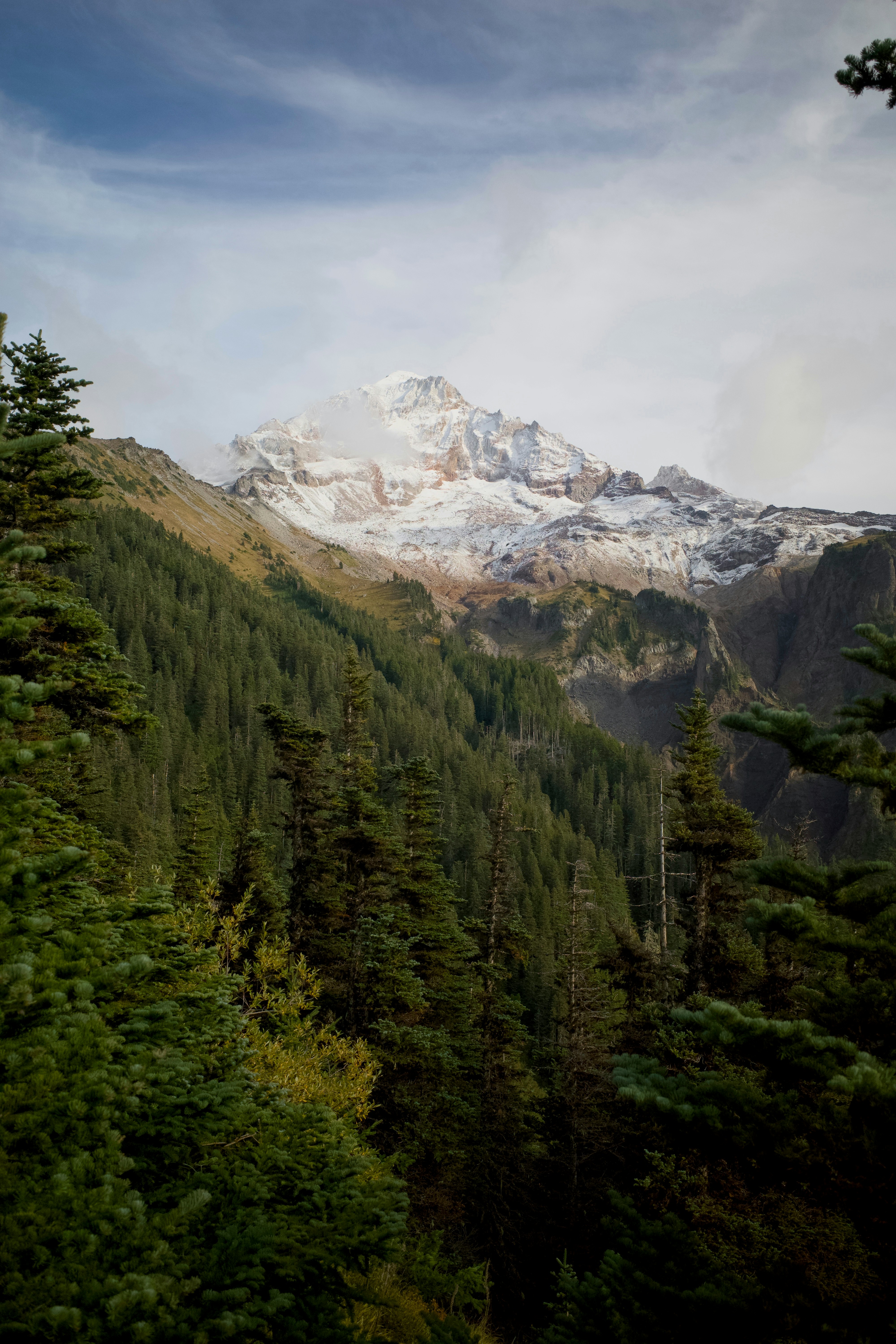 A snow-capped mountain peak rising above a dense evergreen forest