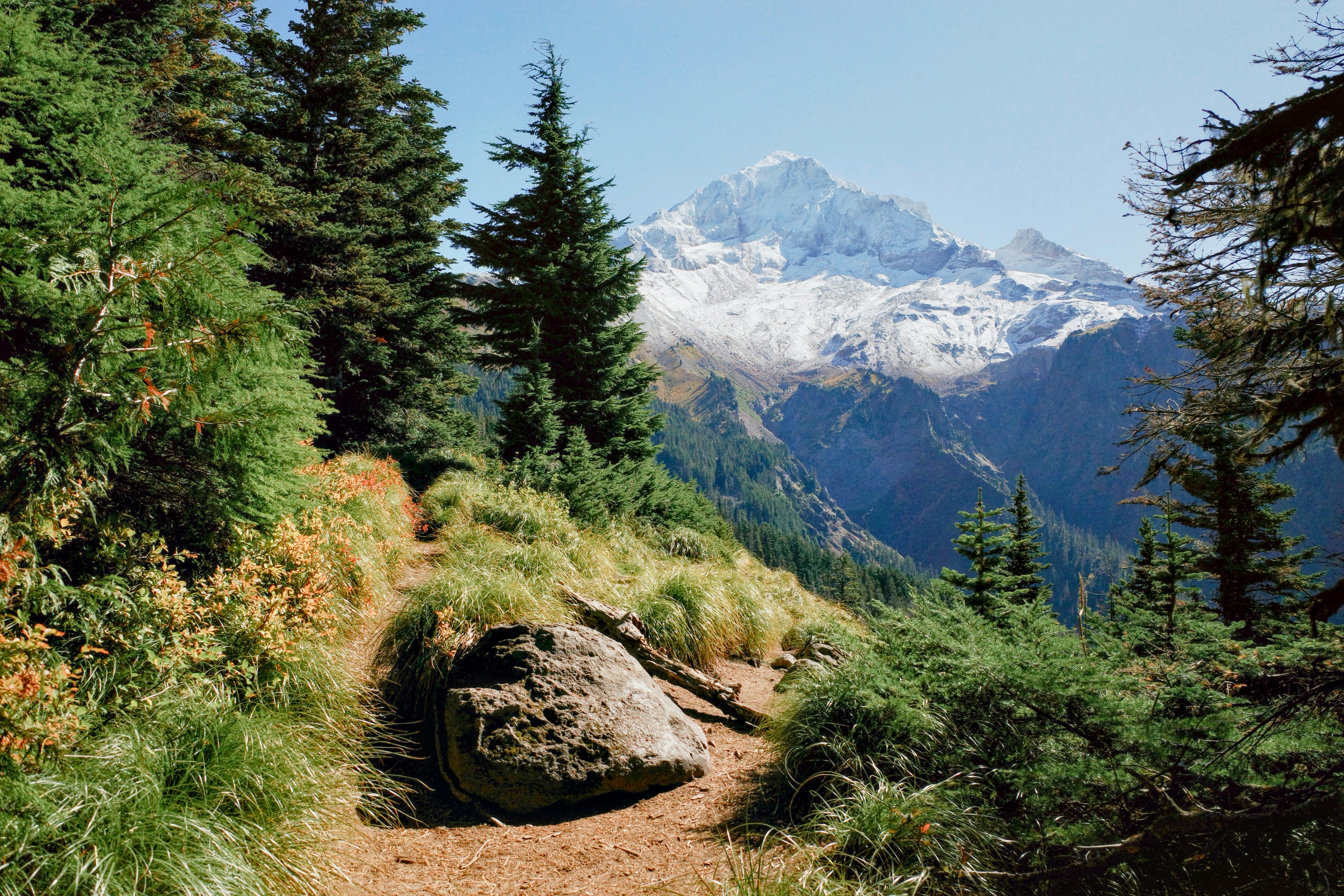 A dirt hiking trail through a forest with a snow-capped mountain in the distance