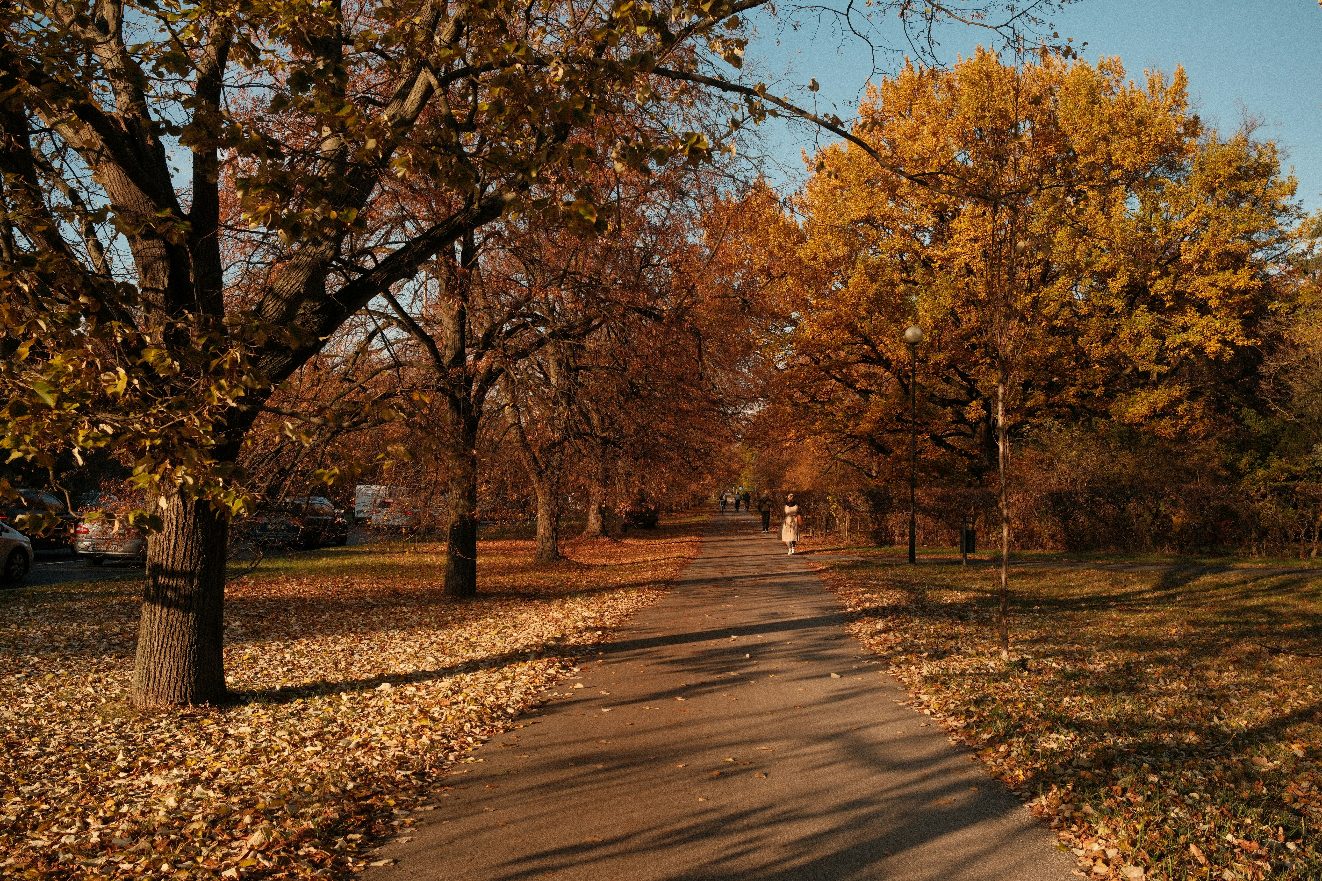 Person walking a leaf-strewn park path between autumn trees
