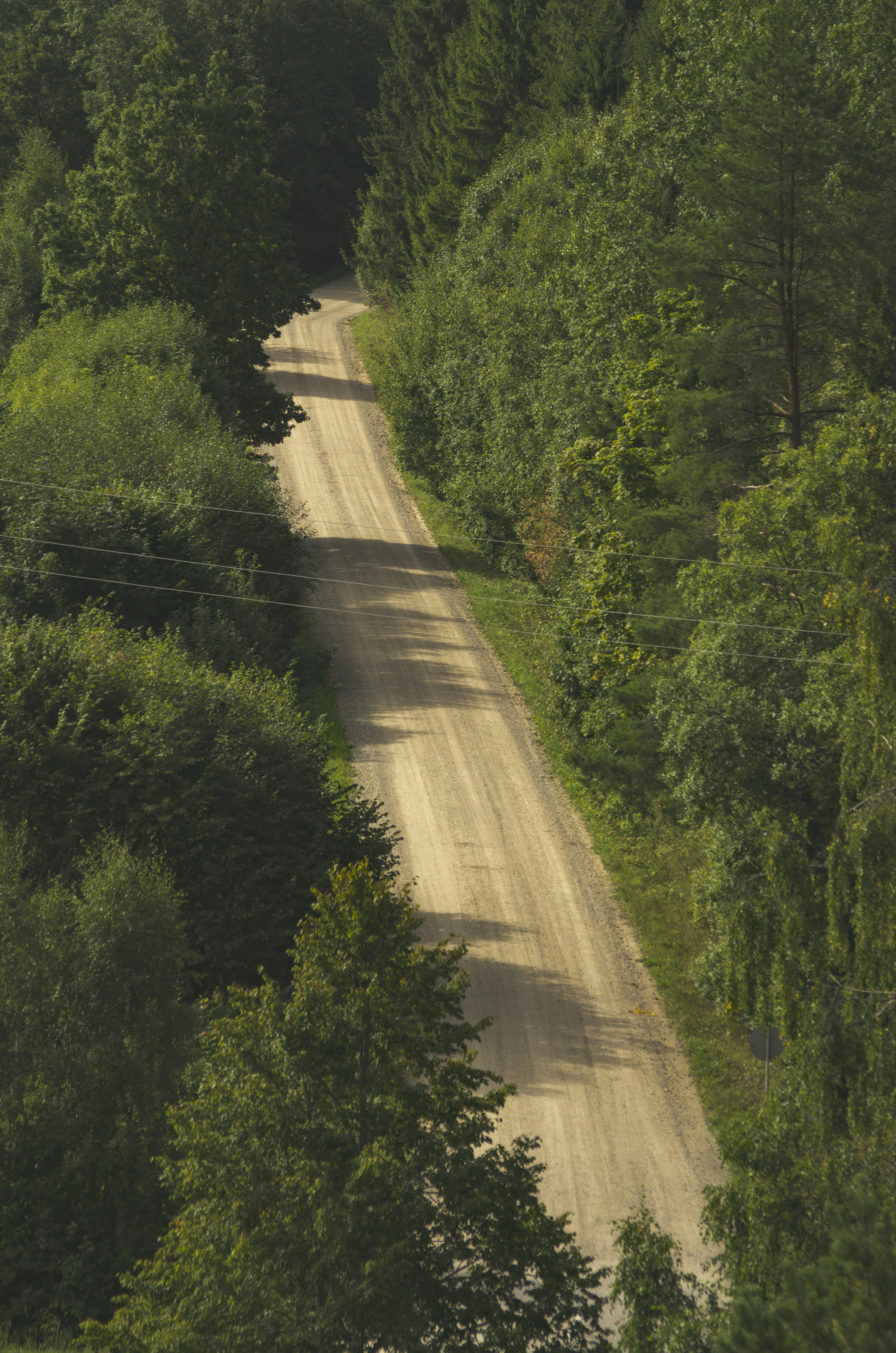 A dirt road winding through a dense green forest under low sunlight