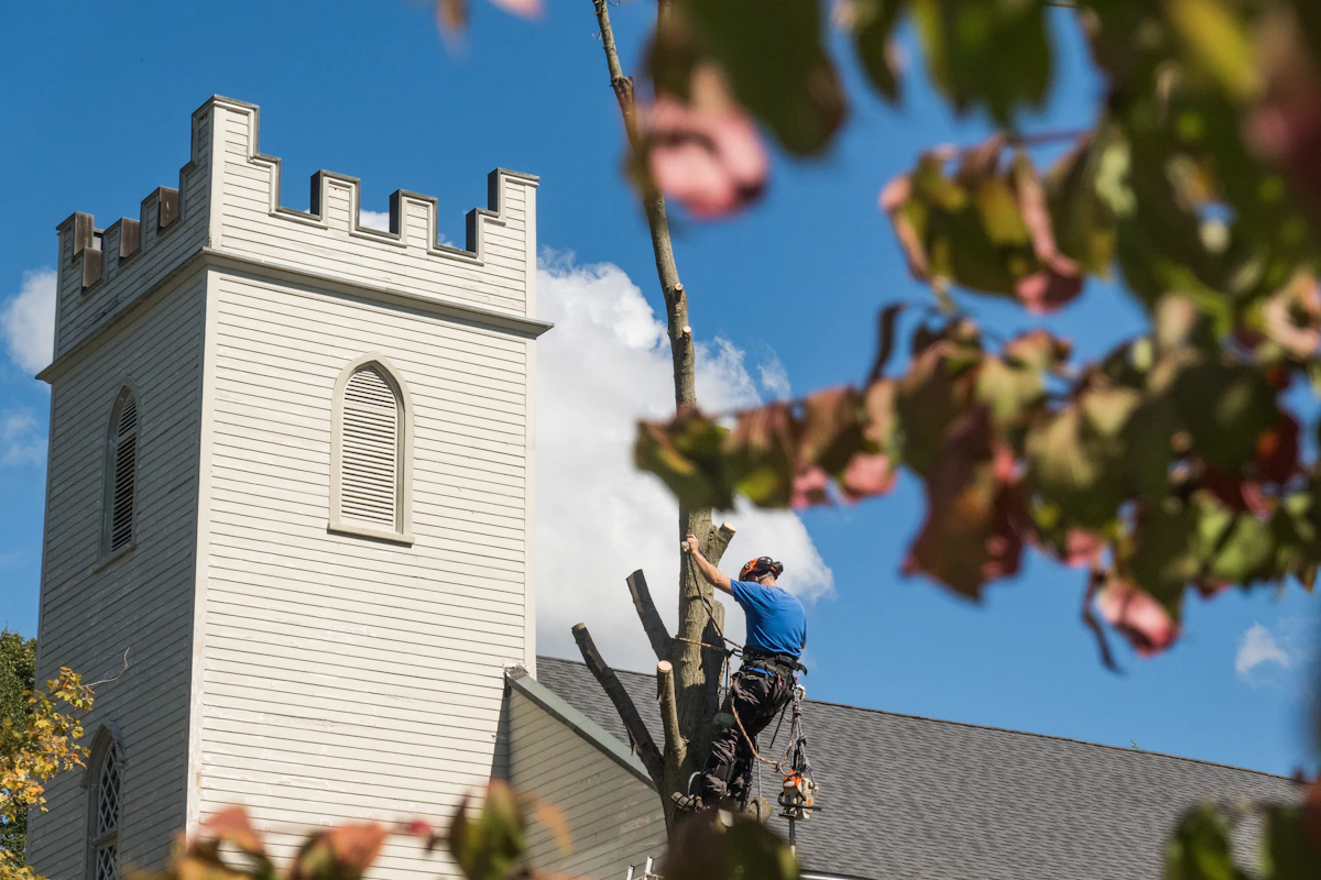 Tree pruning arborist