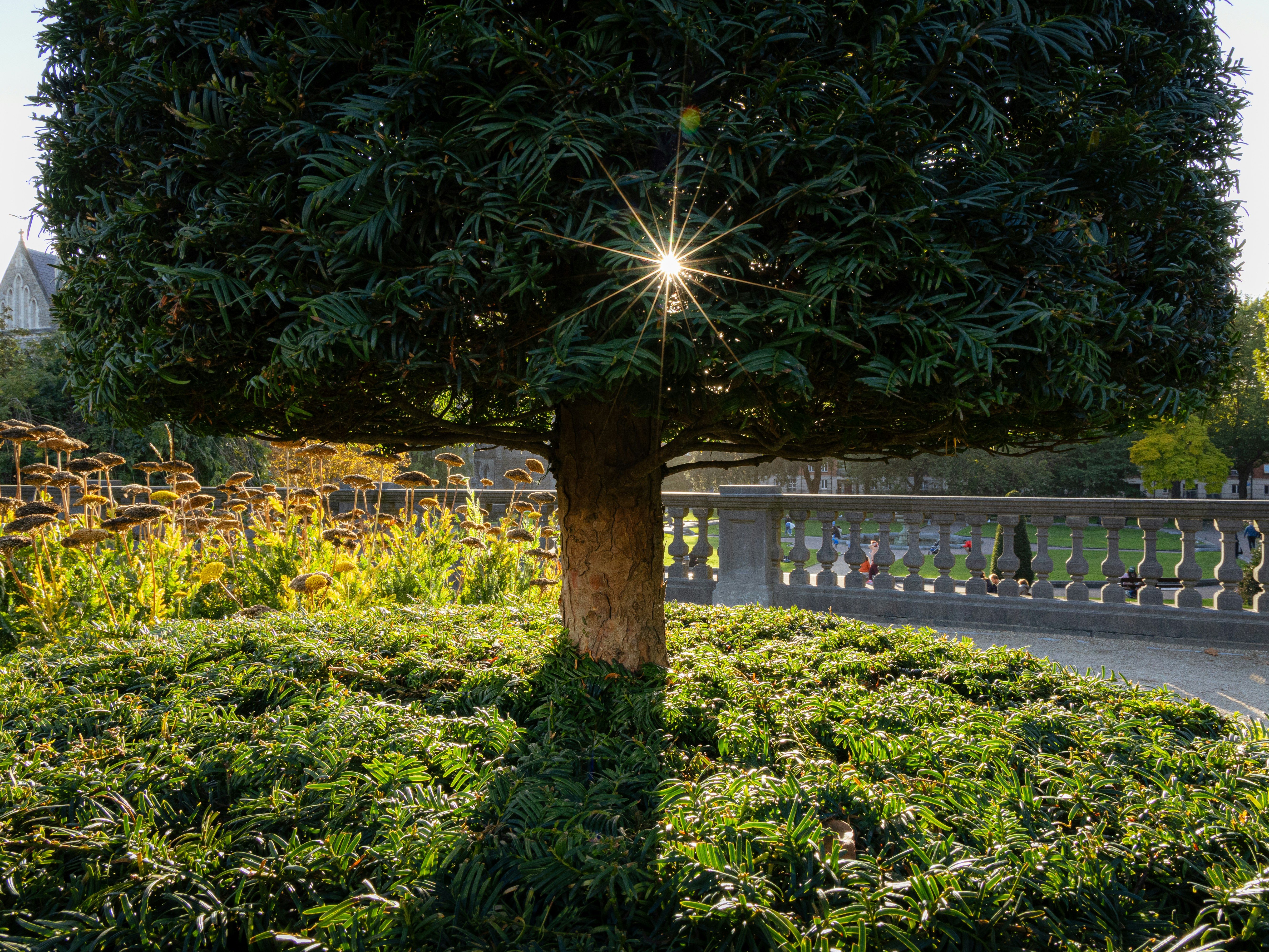 A sunburst through a manicured tree in a park with a stone balustrade