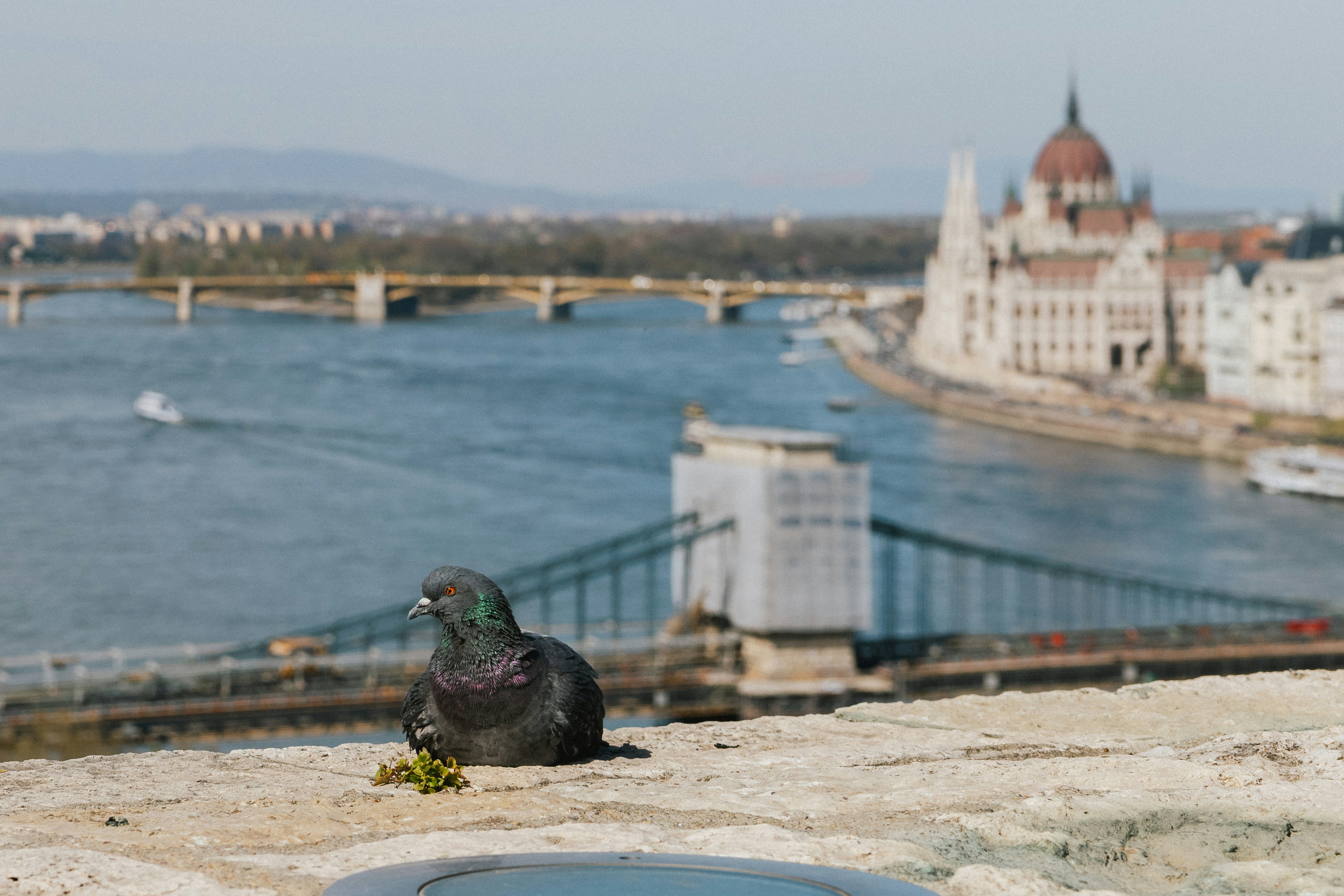A pigeon resting on a stone ledge overlooking the Danube river in Budapest