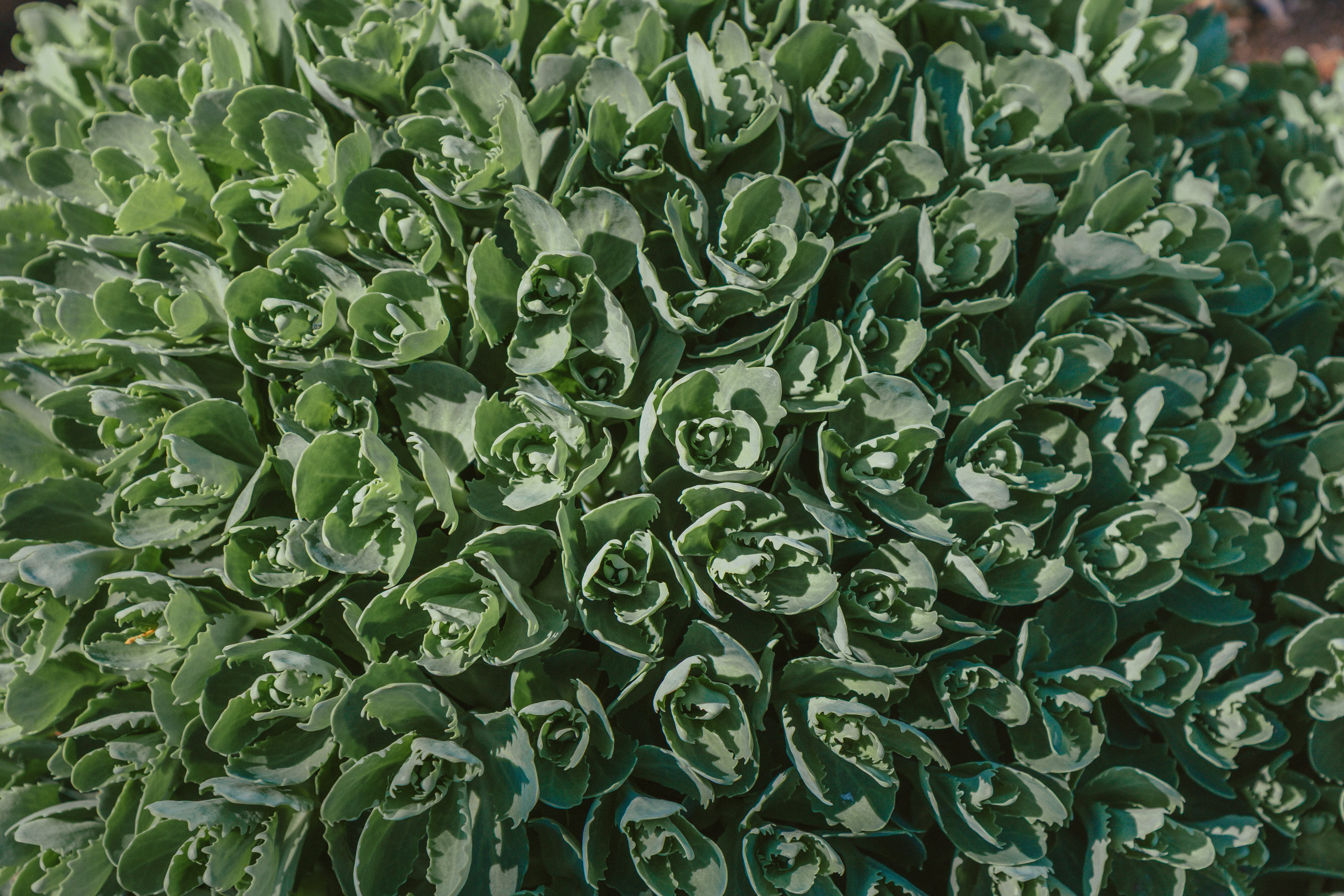 A dense cluster of succulent green leaves with serrated edges
