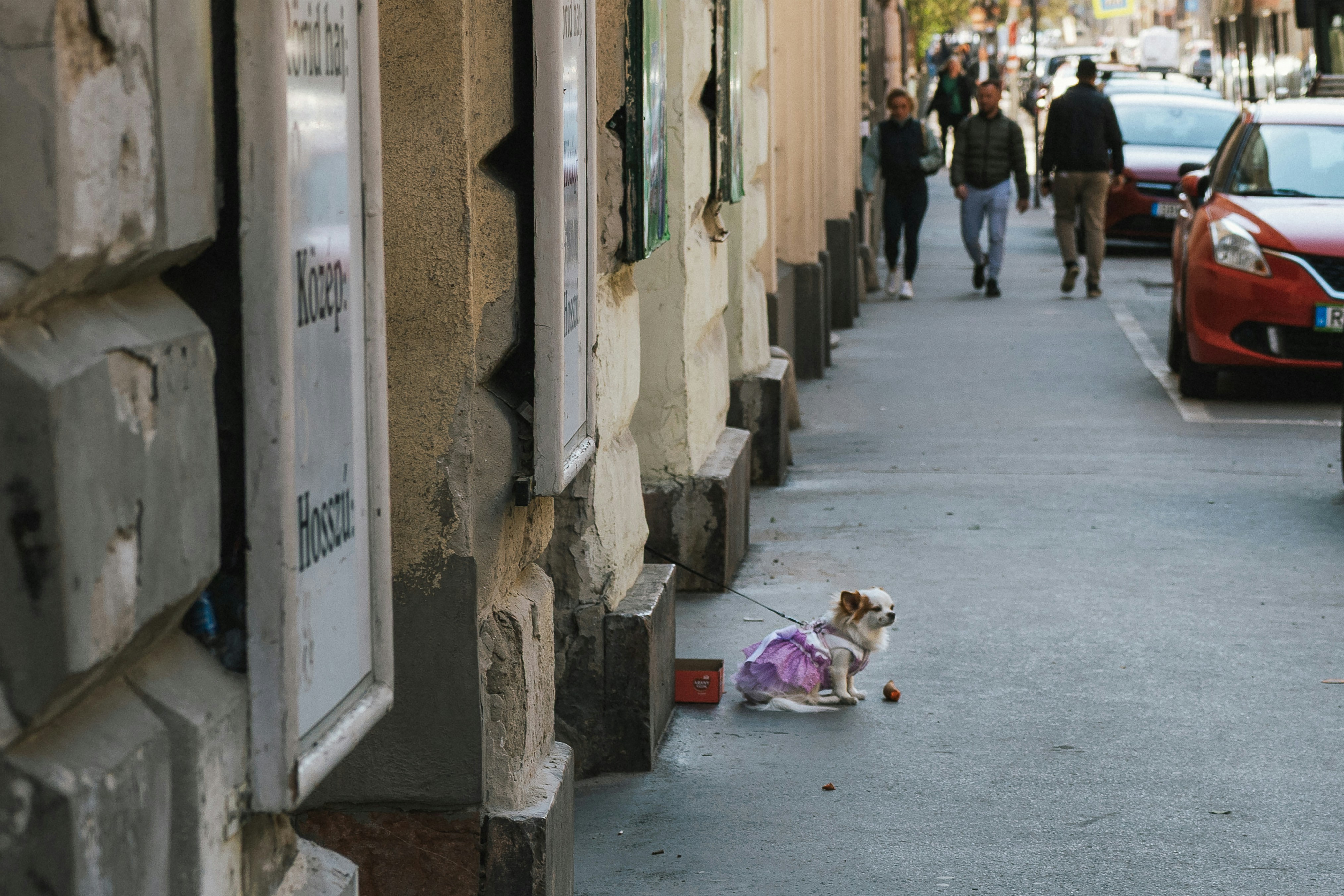 A small dog wearing a purple tutu sitting on a city sidewalk