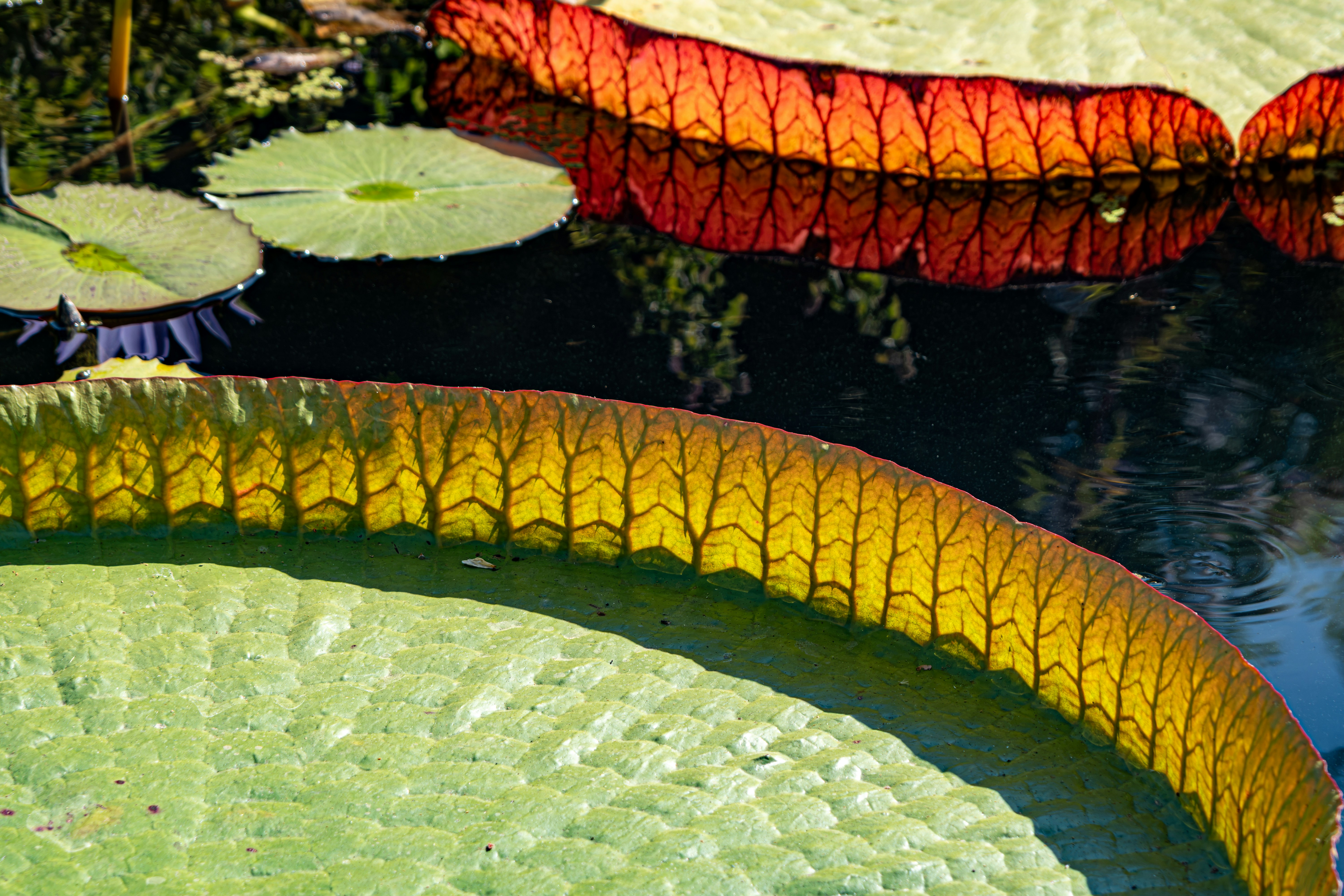 Giant Victoria amazonica water lily pads with upturned red edges on dark water