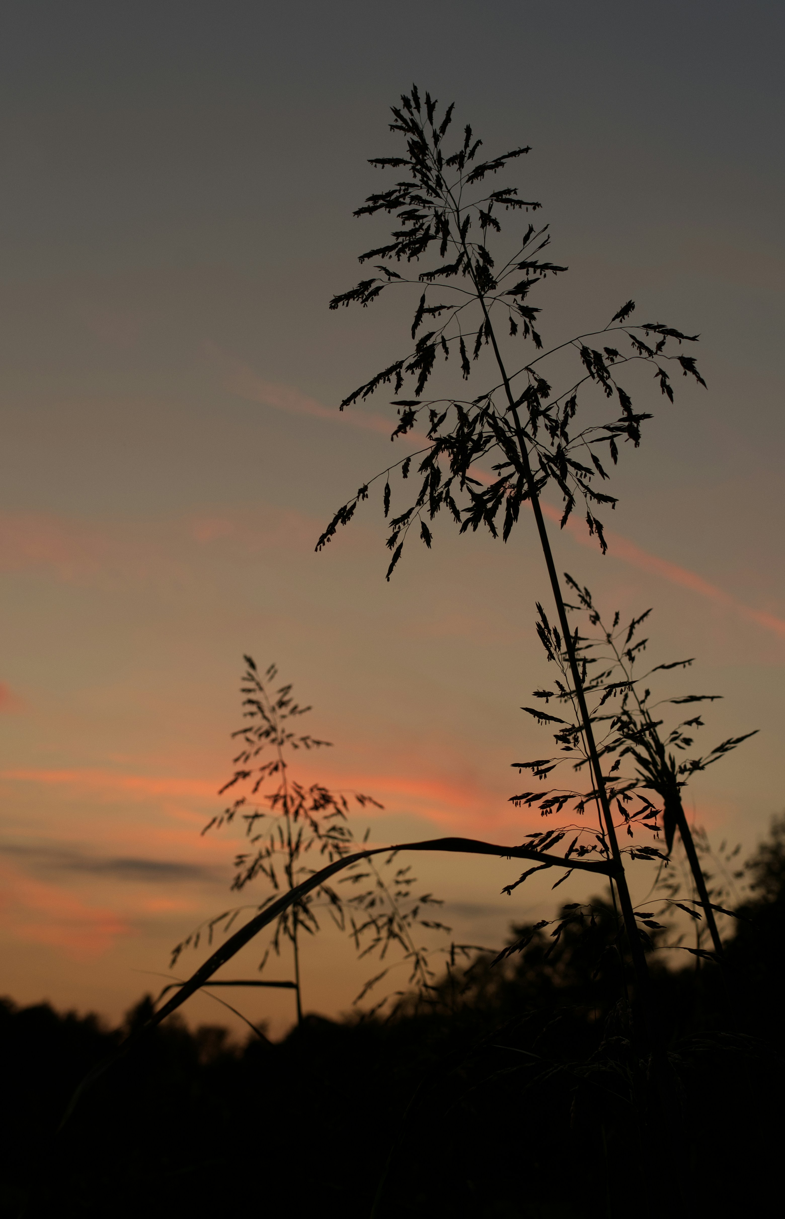 Silhouettes of tall grasses against a soft orange and grey sky