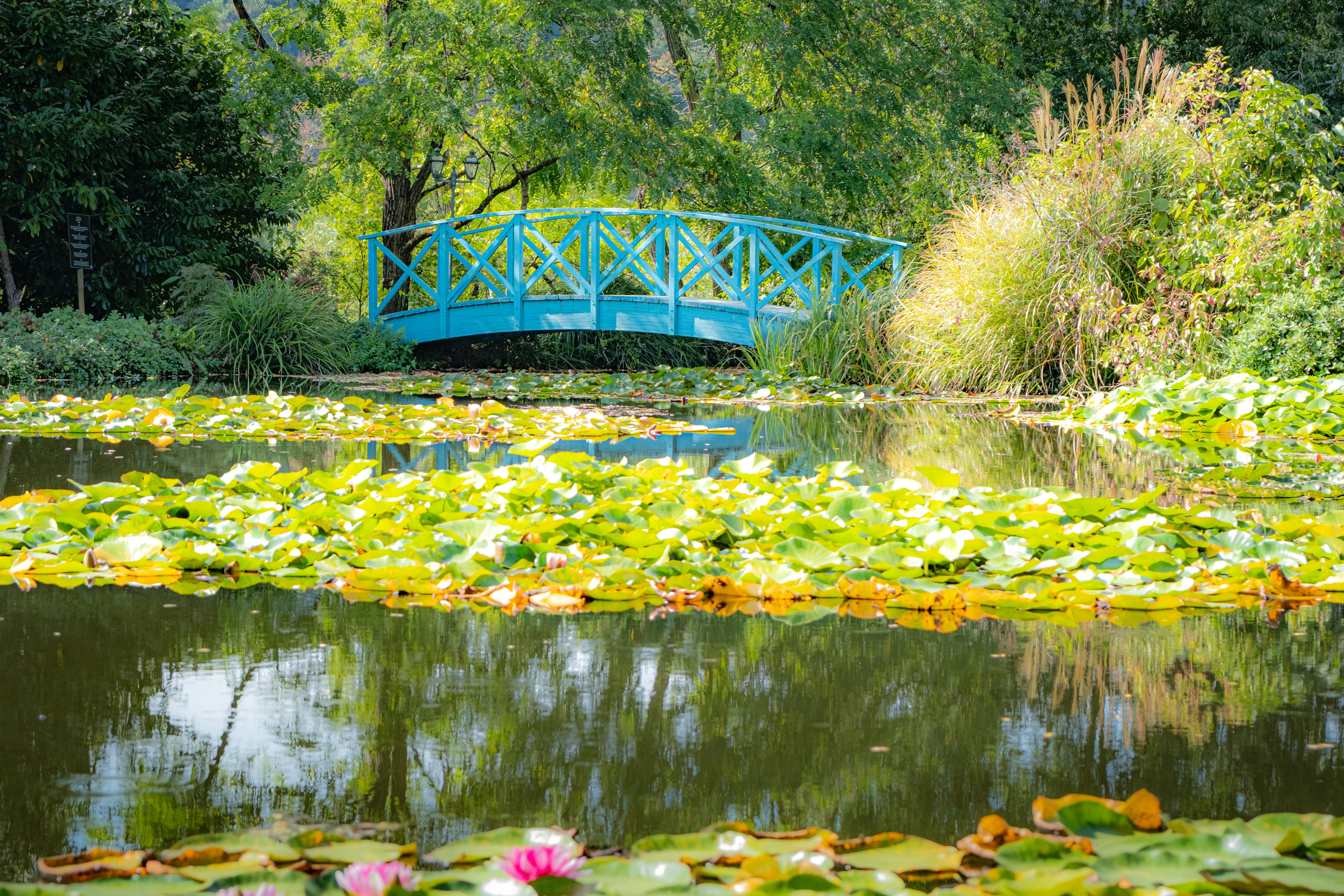 A bright blue wooden bridge over a pond filled with lily pads