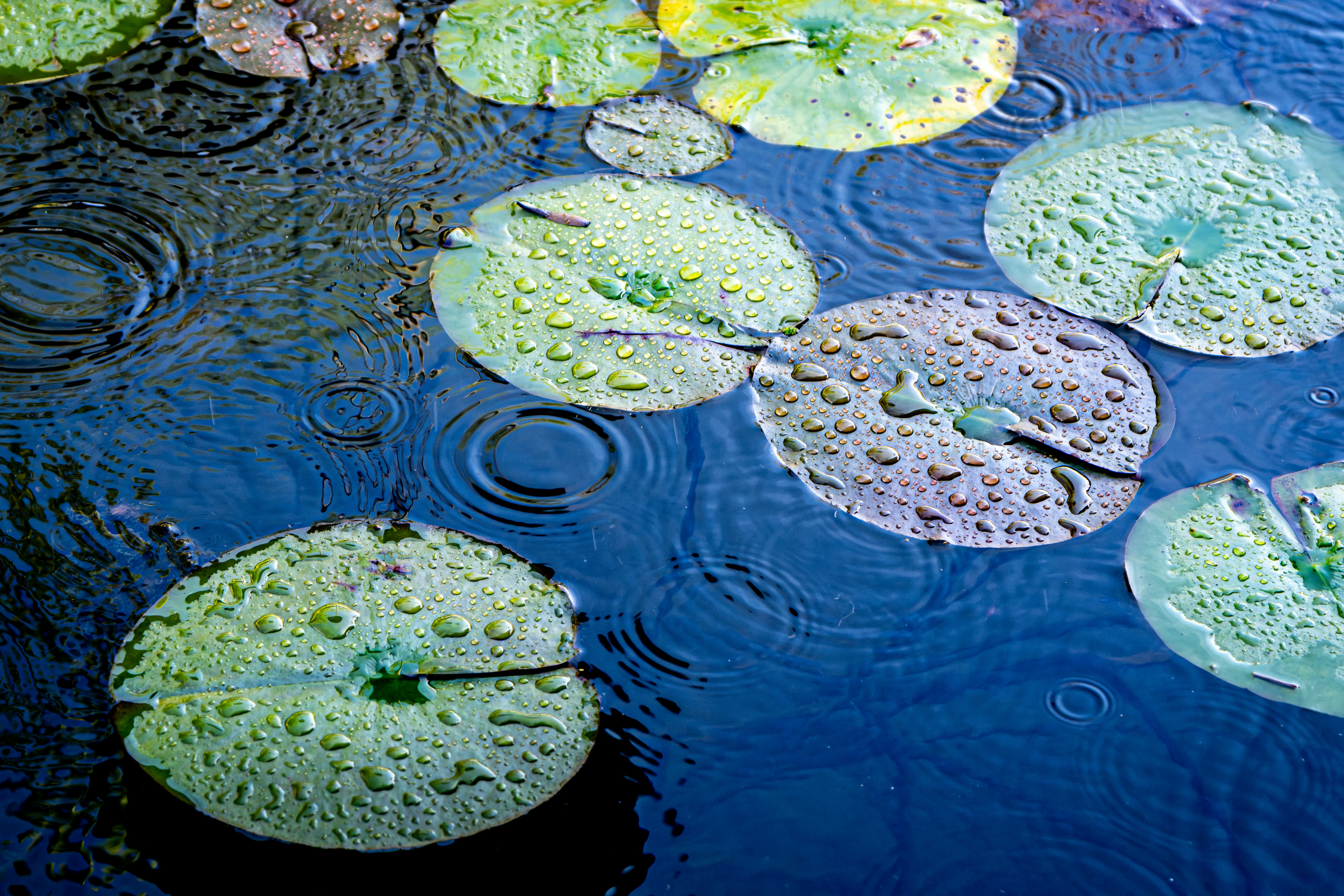 Raindrops falling on green lily pads floating in dark blue pond water