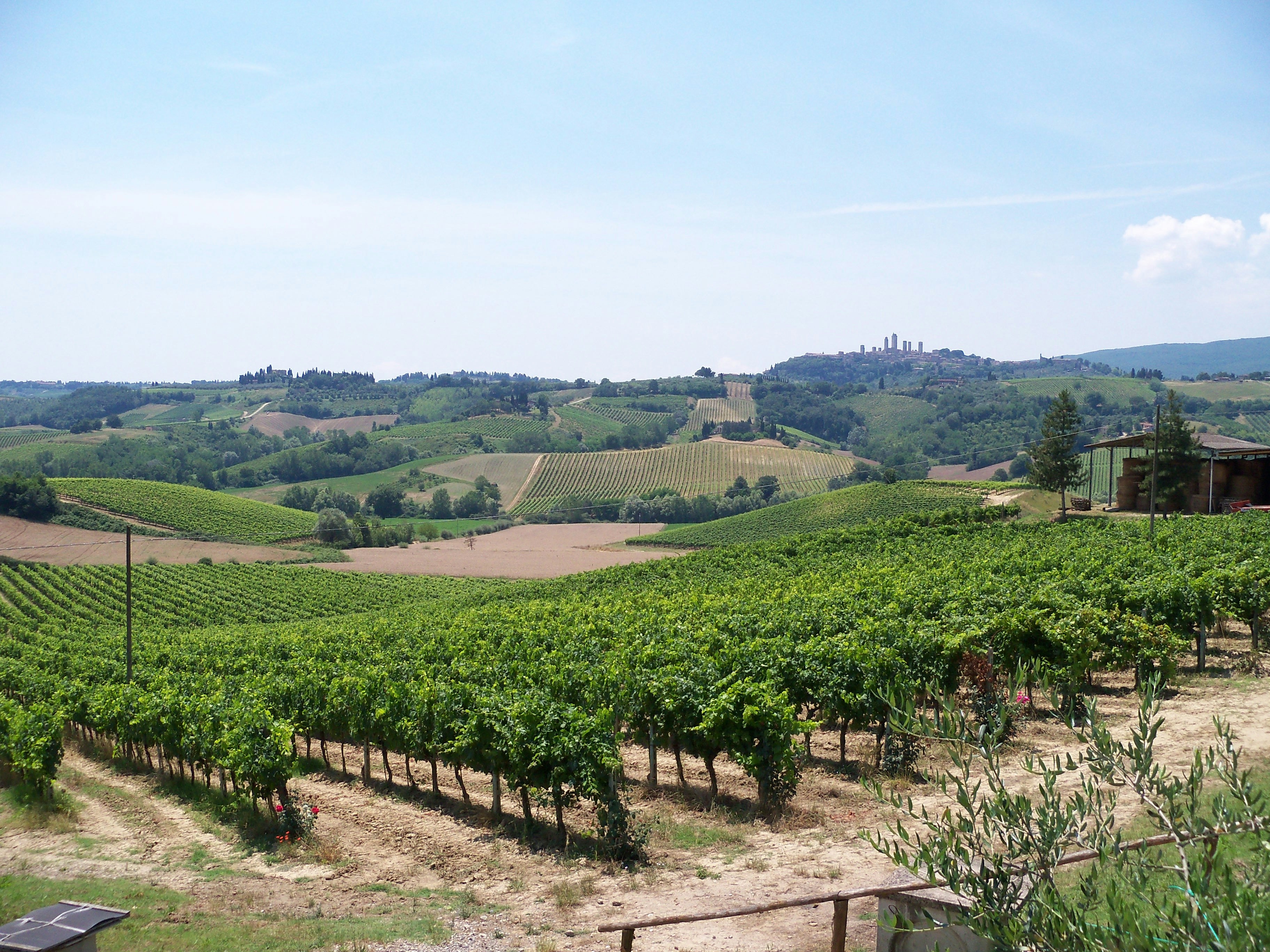 Vineyards on rolling hills with the medieval towers of San Gimignano in the distance