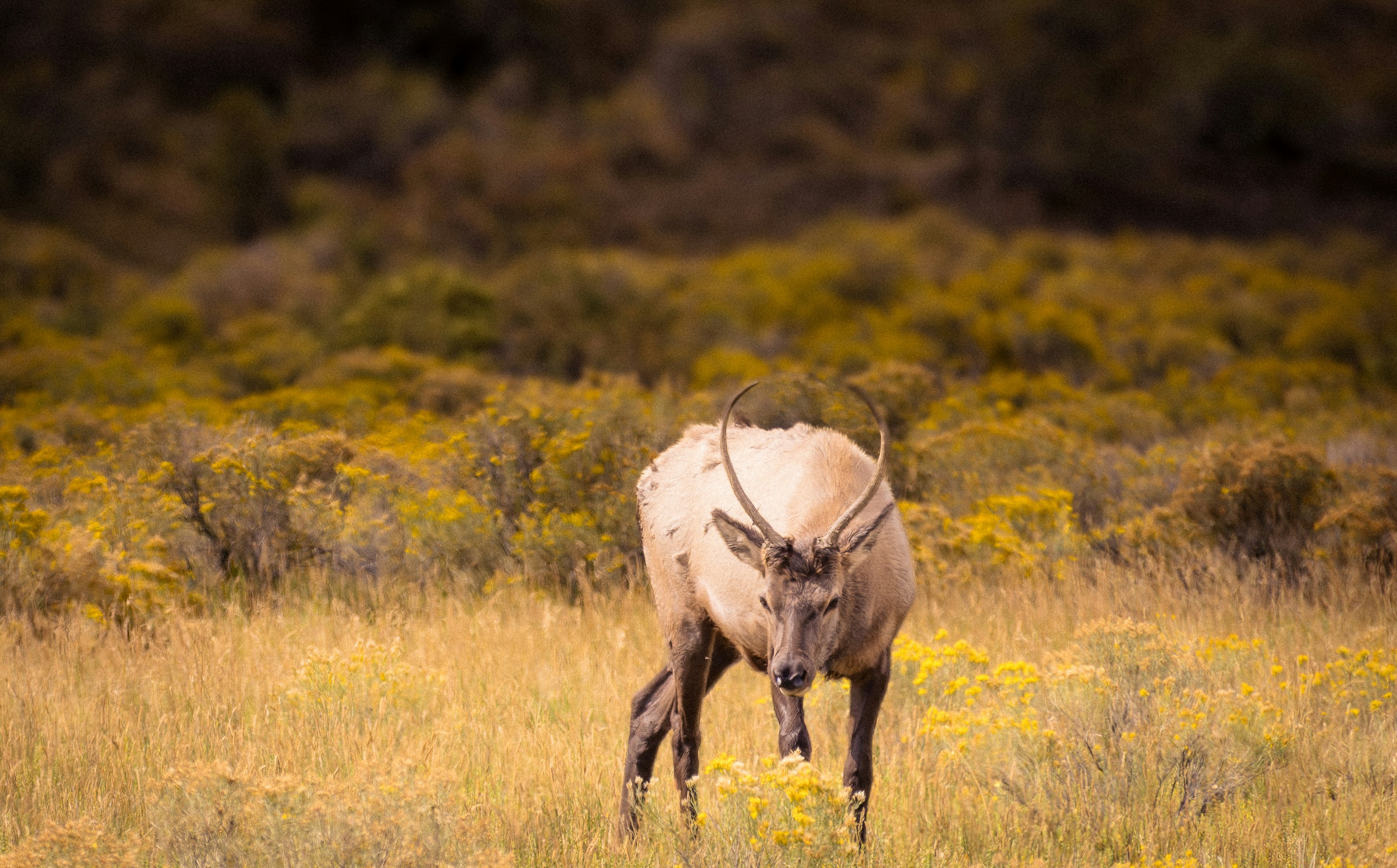 An elk with one antler in a field of yellow wildflowers and tall grass