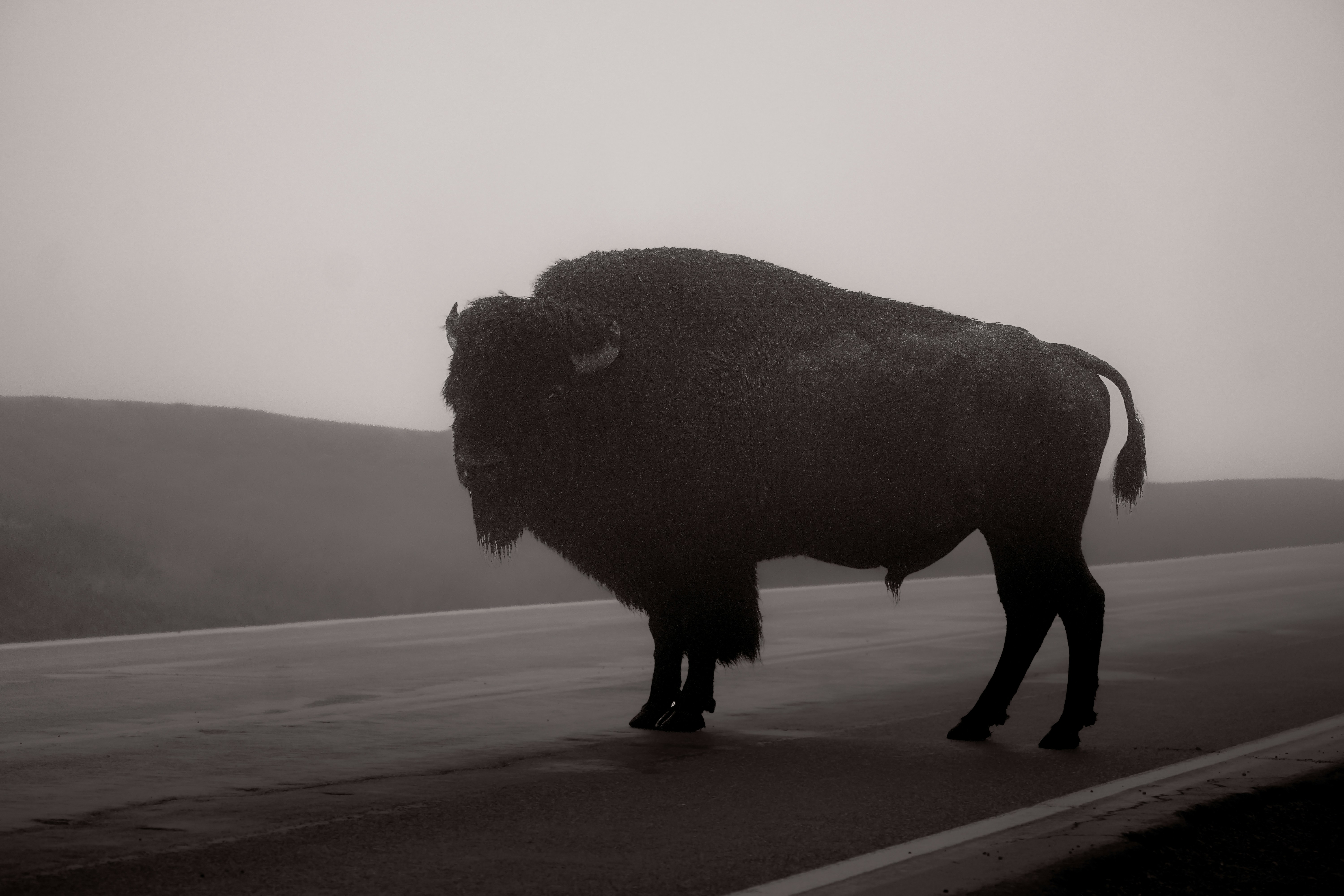 A large American bison on a paved road in thick grey fog