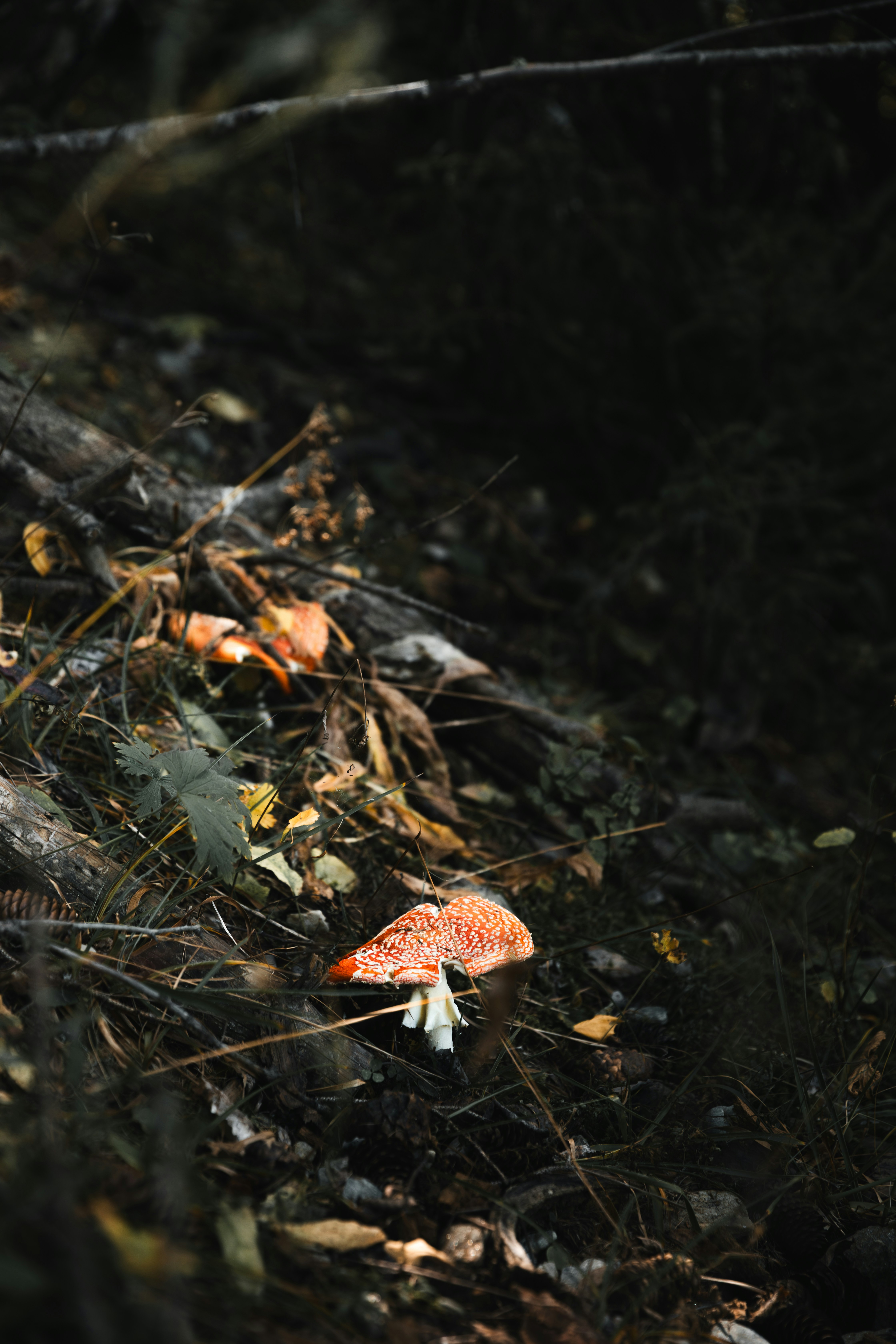 A red and white spotted mushroom on a dark forest floor with fallen branches
