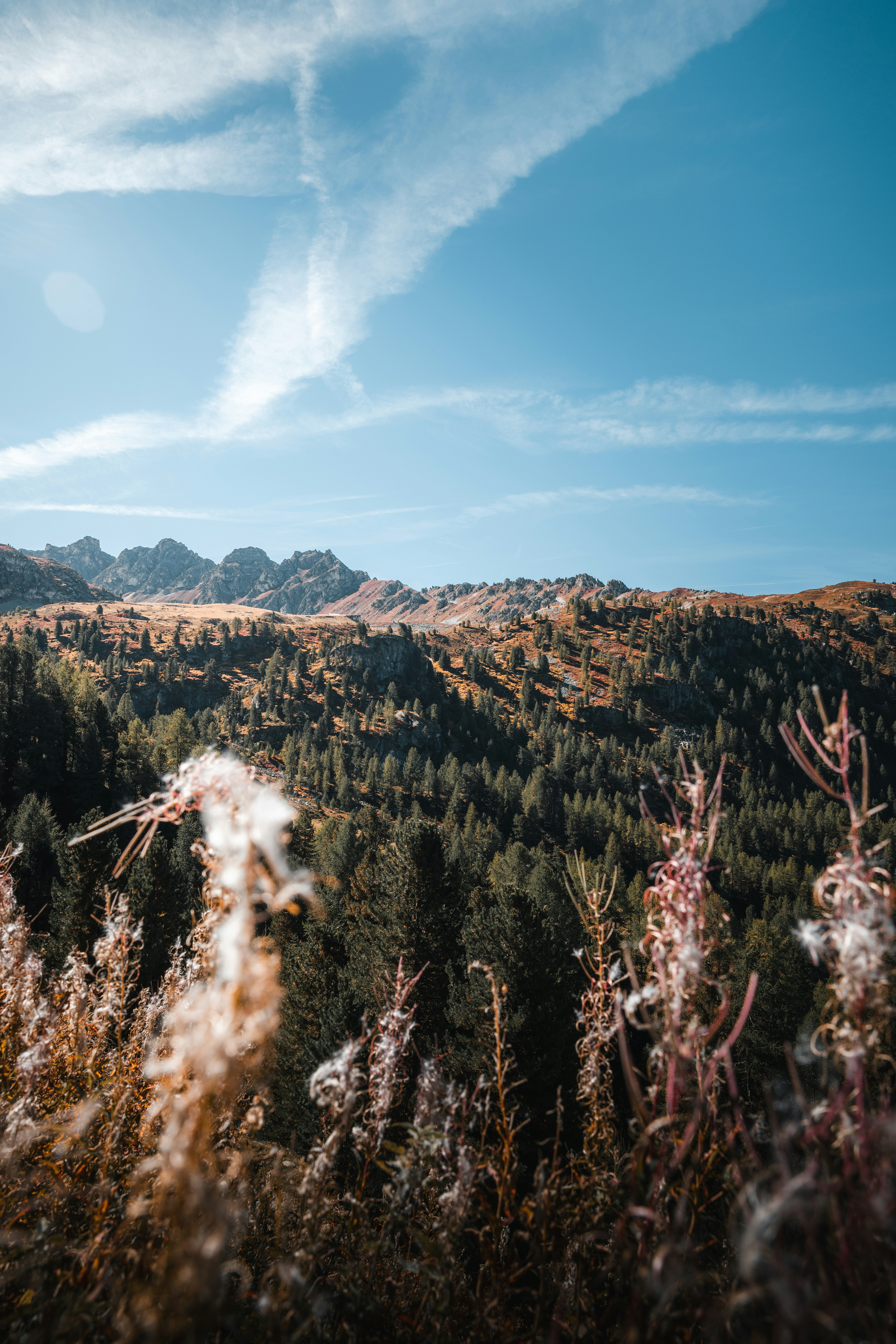 Wildflowers in the foreground of a dense pine forest and distant mountain peaks