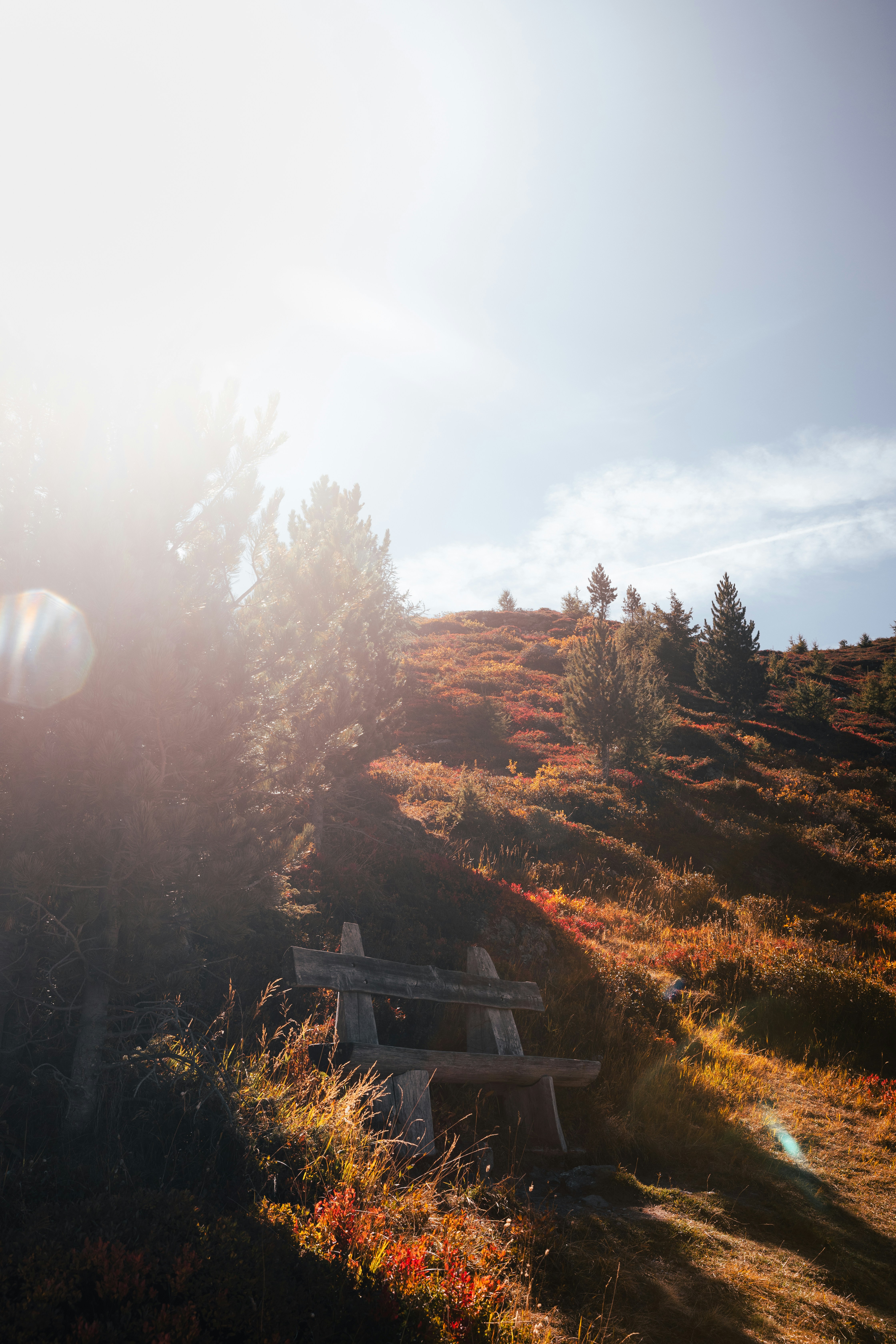 A wooden bench on a grassy hillside with autumn foliage and pine trees