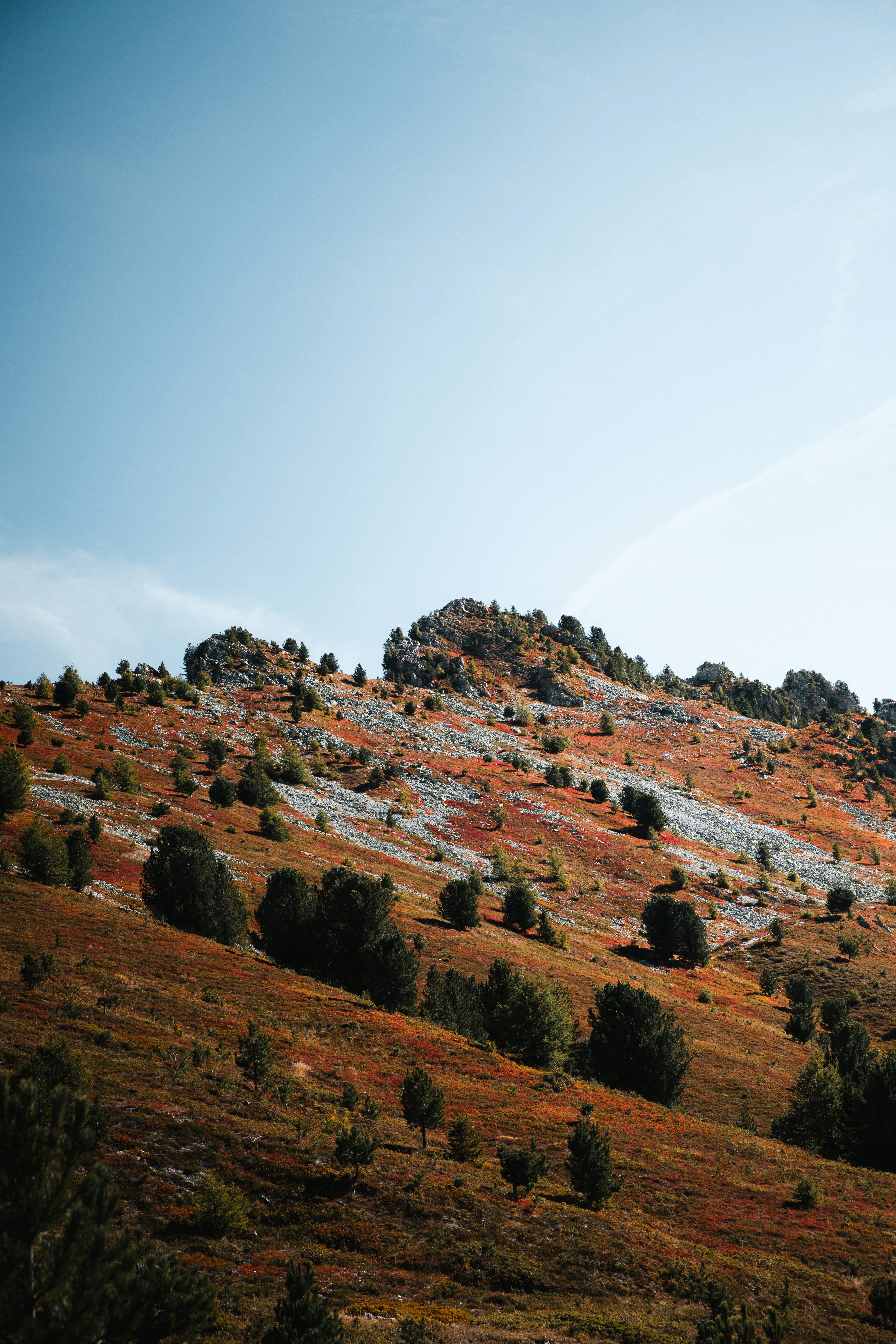 A rocky mountain slope covered in autumn foliage and scattered evergreen trees