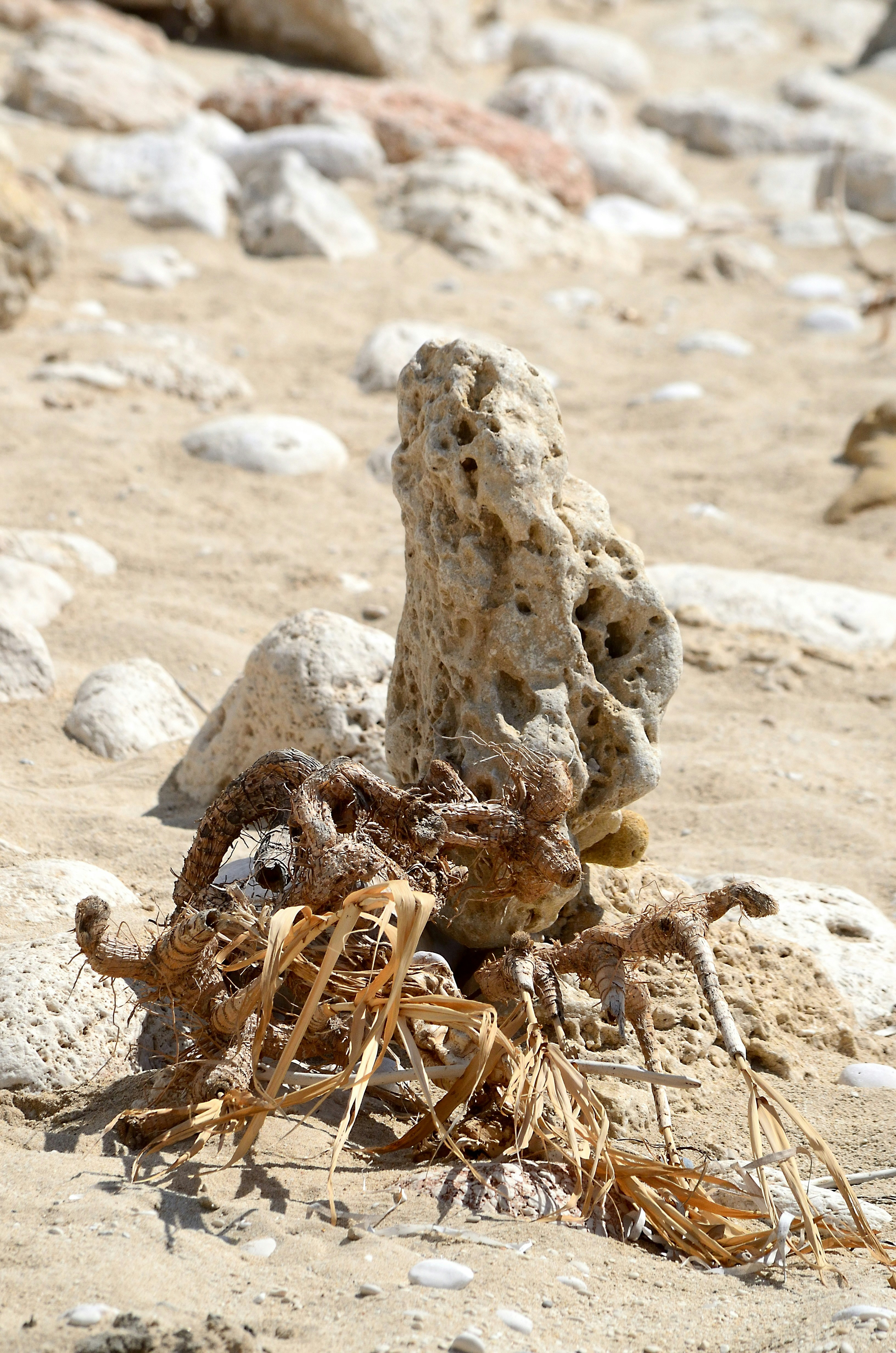 Limestone rock and roots on sand - Free Photo on Unsplash