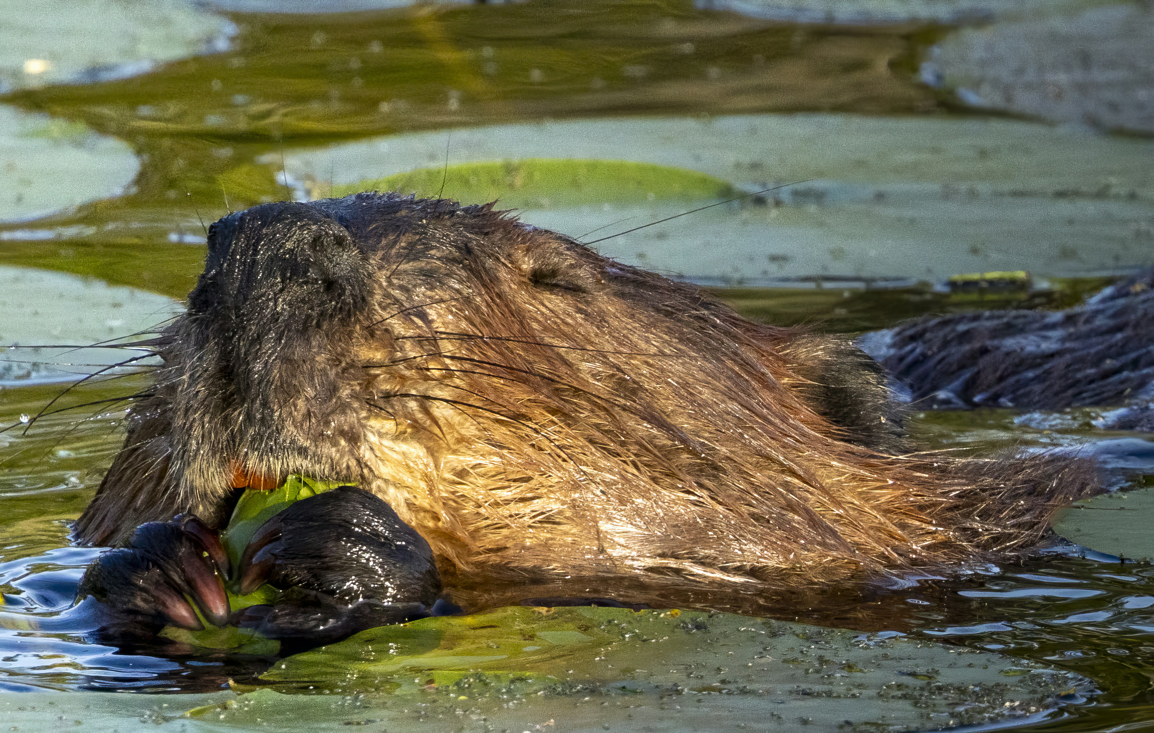 A beaver eating a green lily pad in a pond with floating leaves