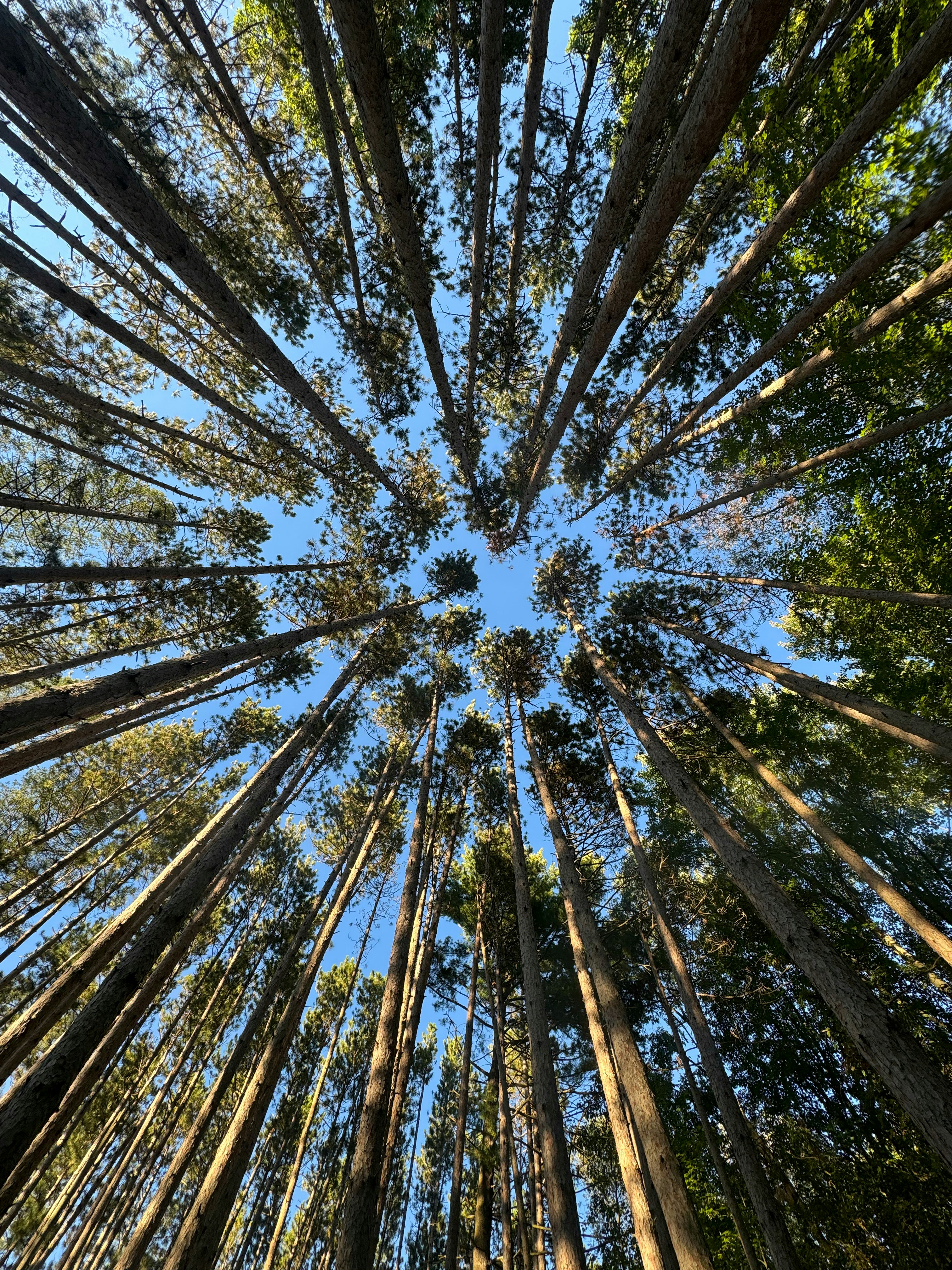 Looking Up Through Tall Pine Trees Under a Clear Blue Sky