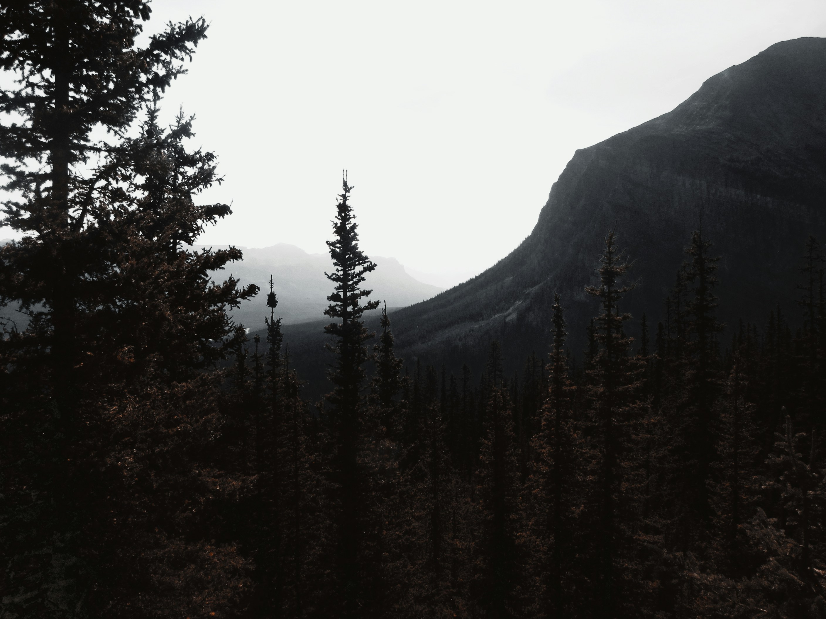 Silhouetted pine trees in the foreground against a misty mountain range at dawn