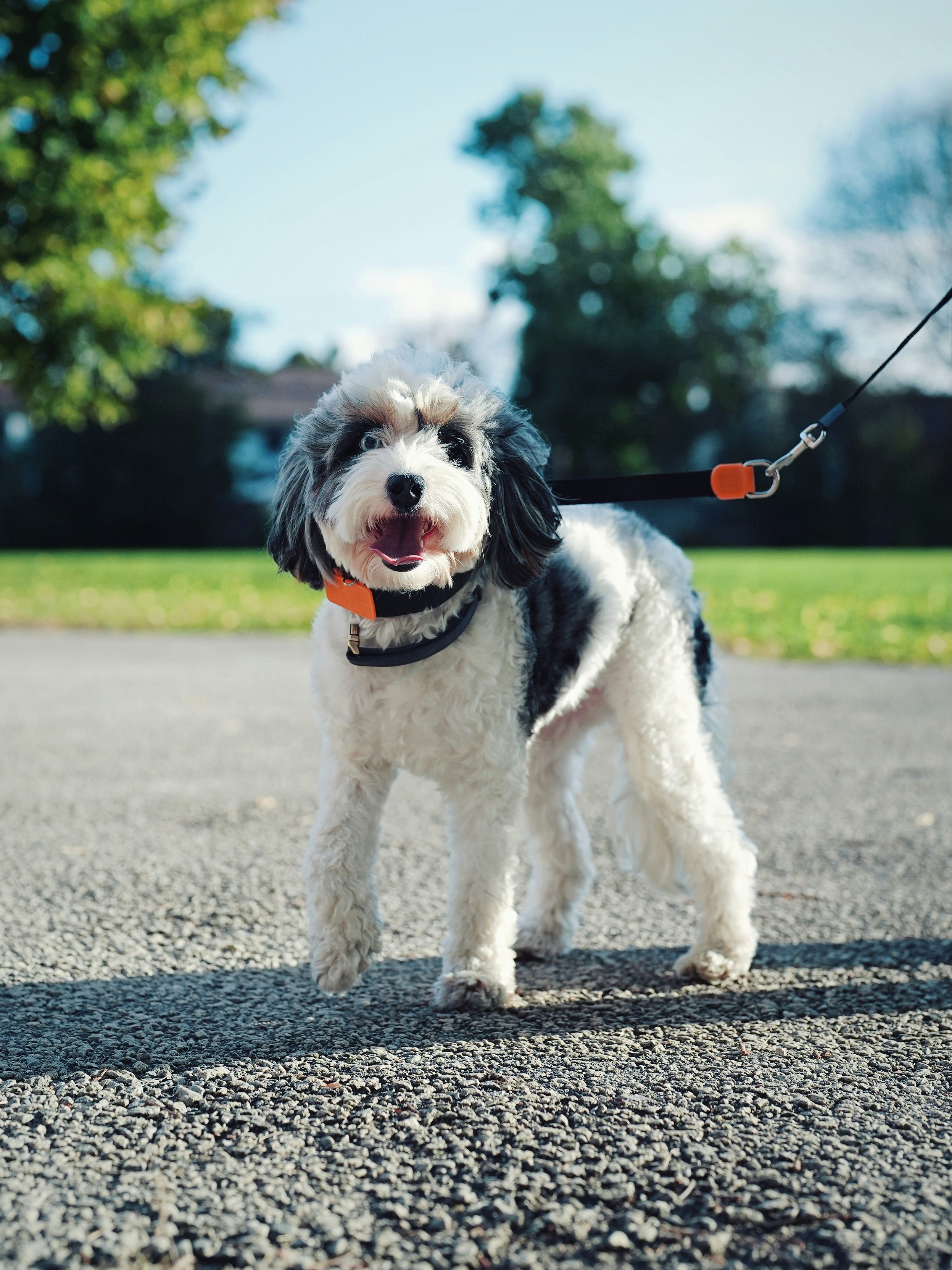 Manon&Co' Toilettage canin & félin (Thonon-les-Bains) — Thonon-les-Bains