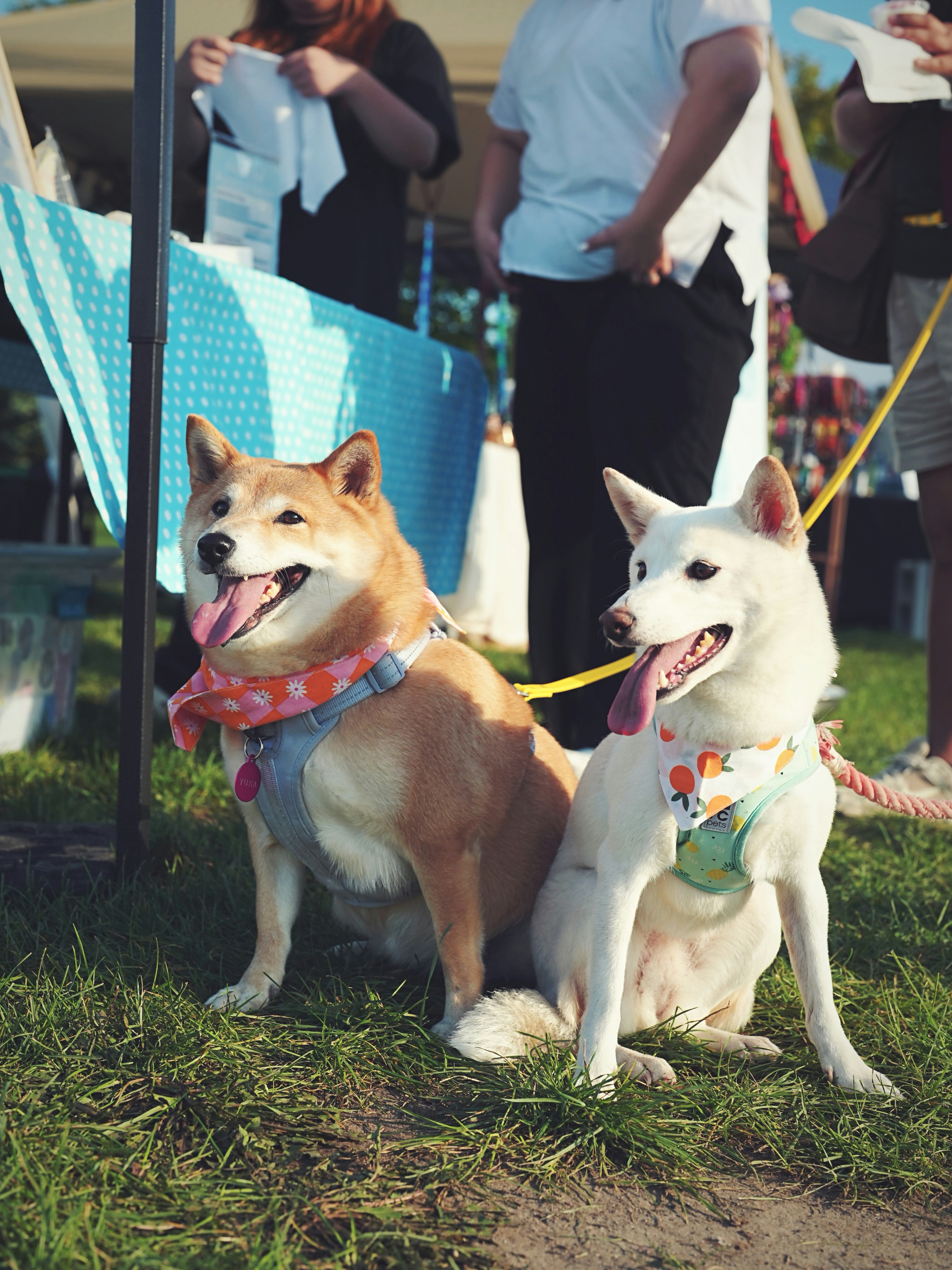 Com'Chien et Chat — Saint-André-le-Coq