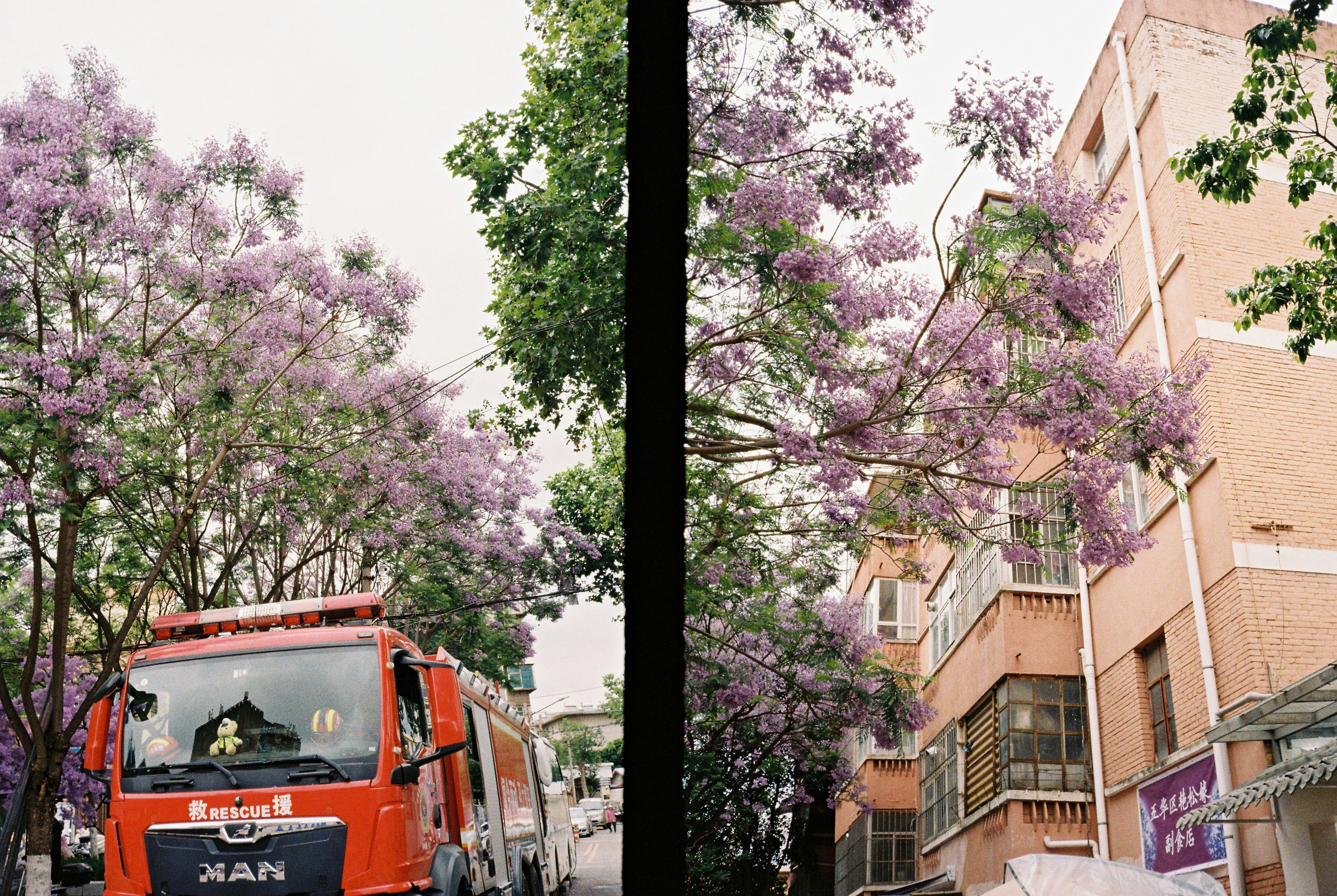 Ein rotes Feuerwehrauto parkte auf einer Straße, die von blühenden violetten Jakarandabäumen gesäumt war