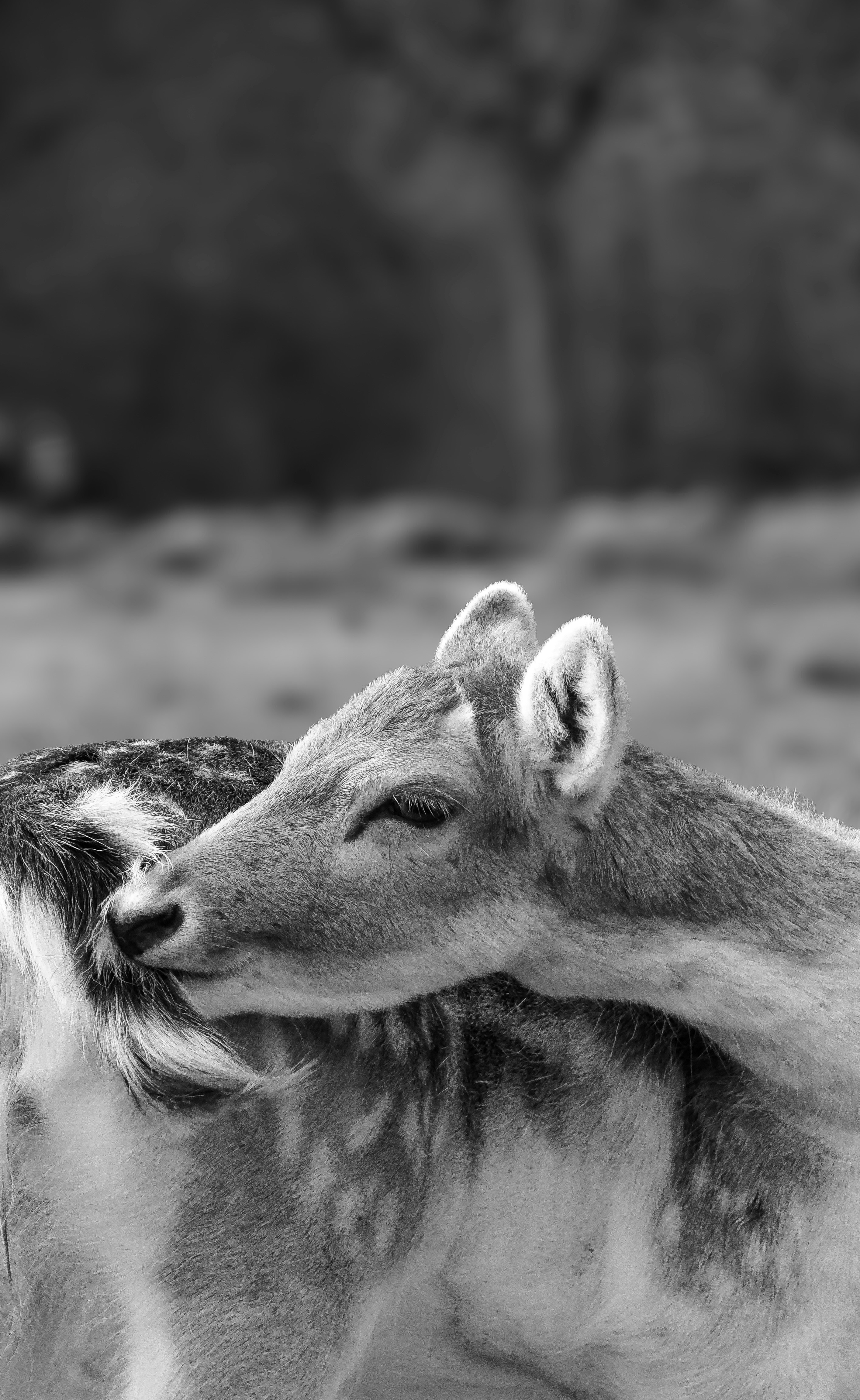 A fallow deer grooming its fur in a black and white photograph