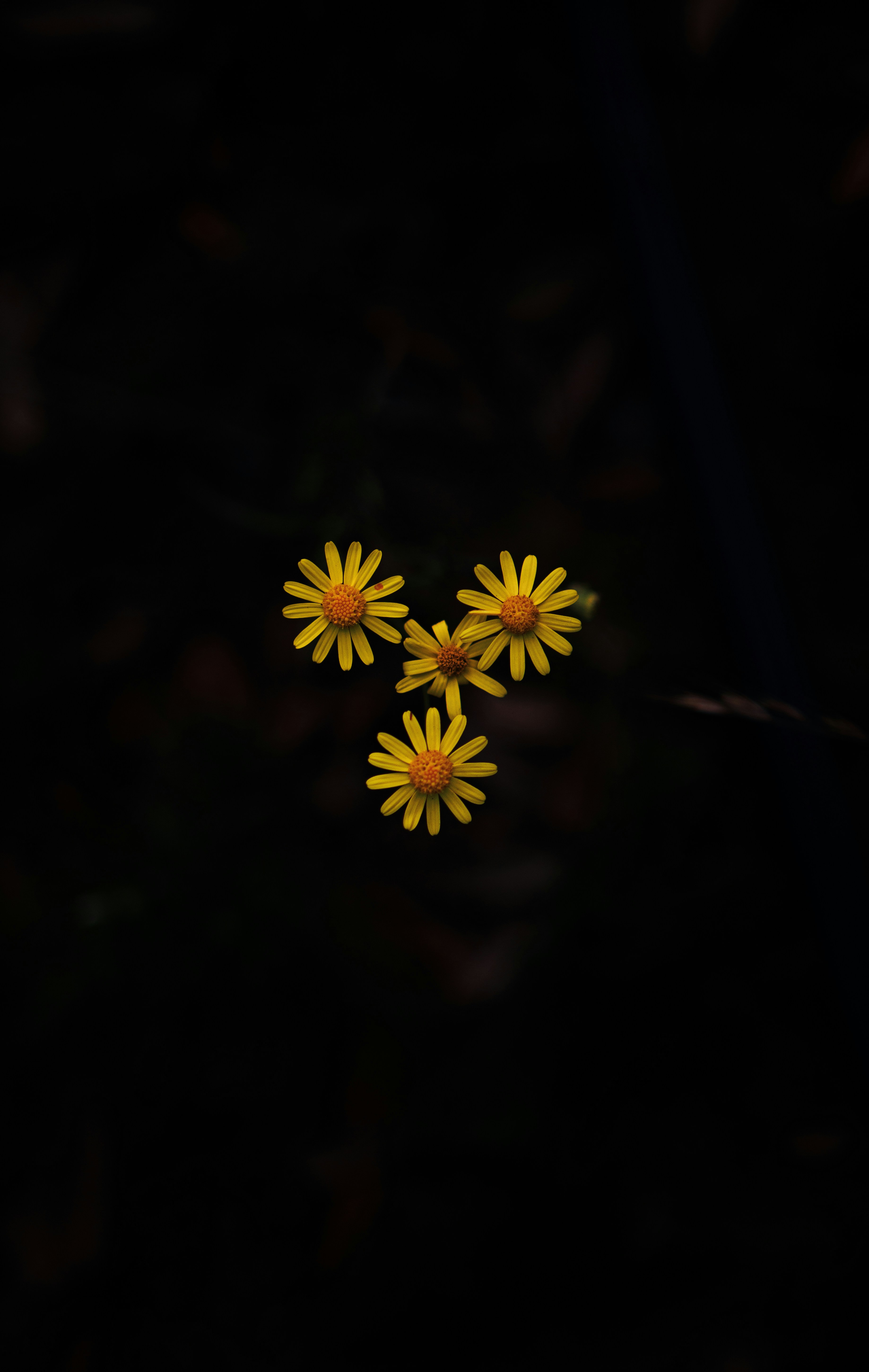 Three yellow daisy-like flowers with orange centers against a dark background