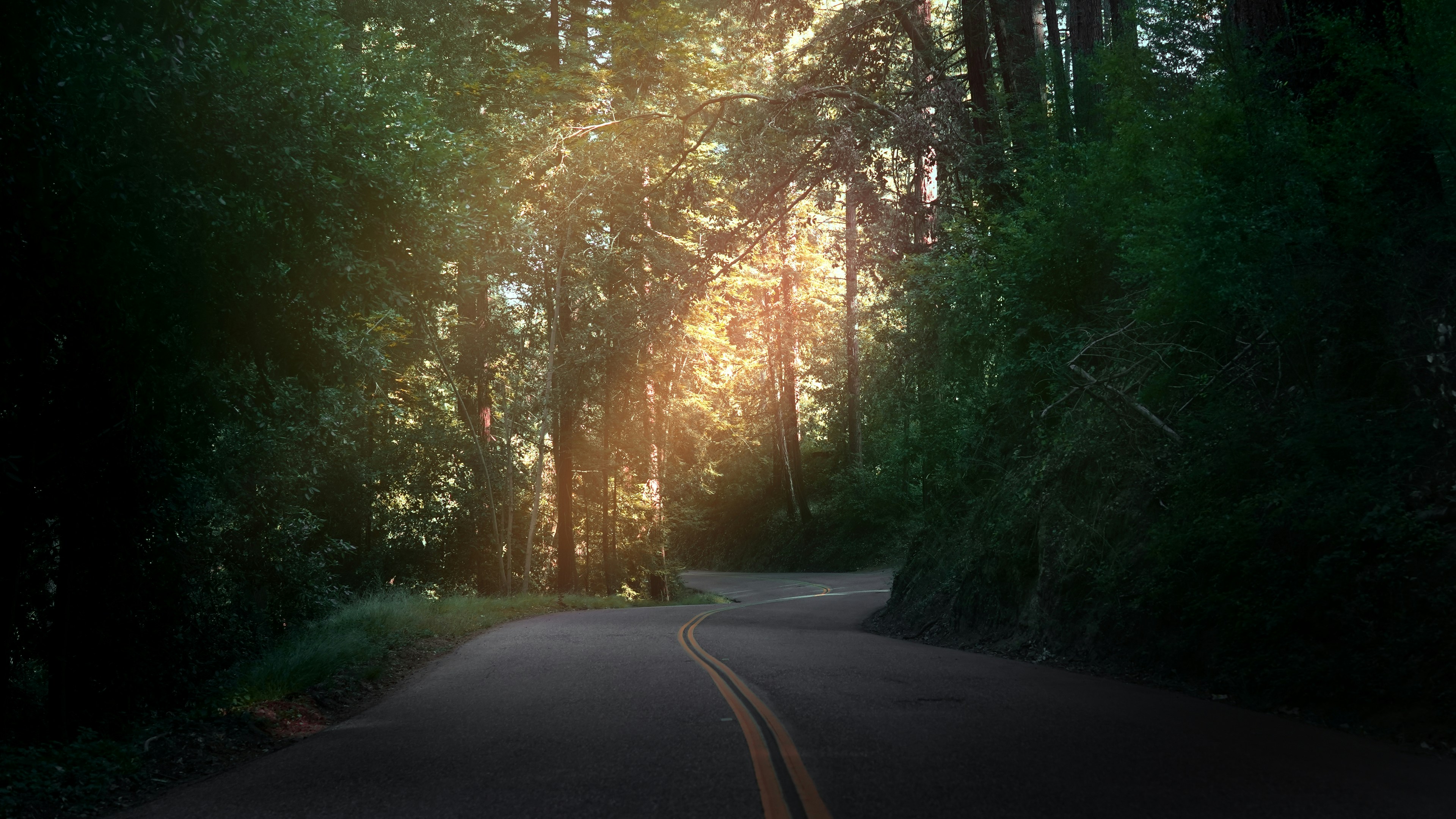 Une route sinueuse en asphalte à travers une forêt dense, avec une lumière chaude filtrant à travers les arbres