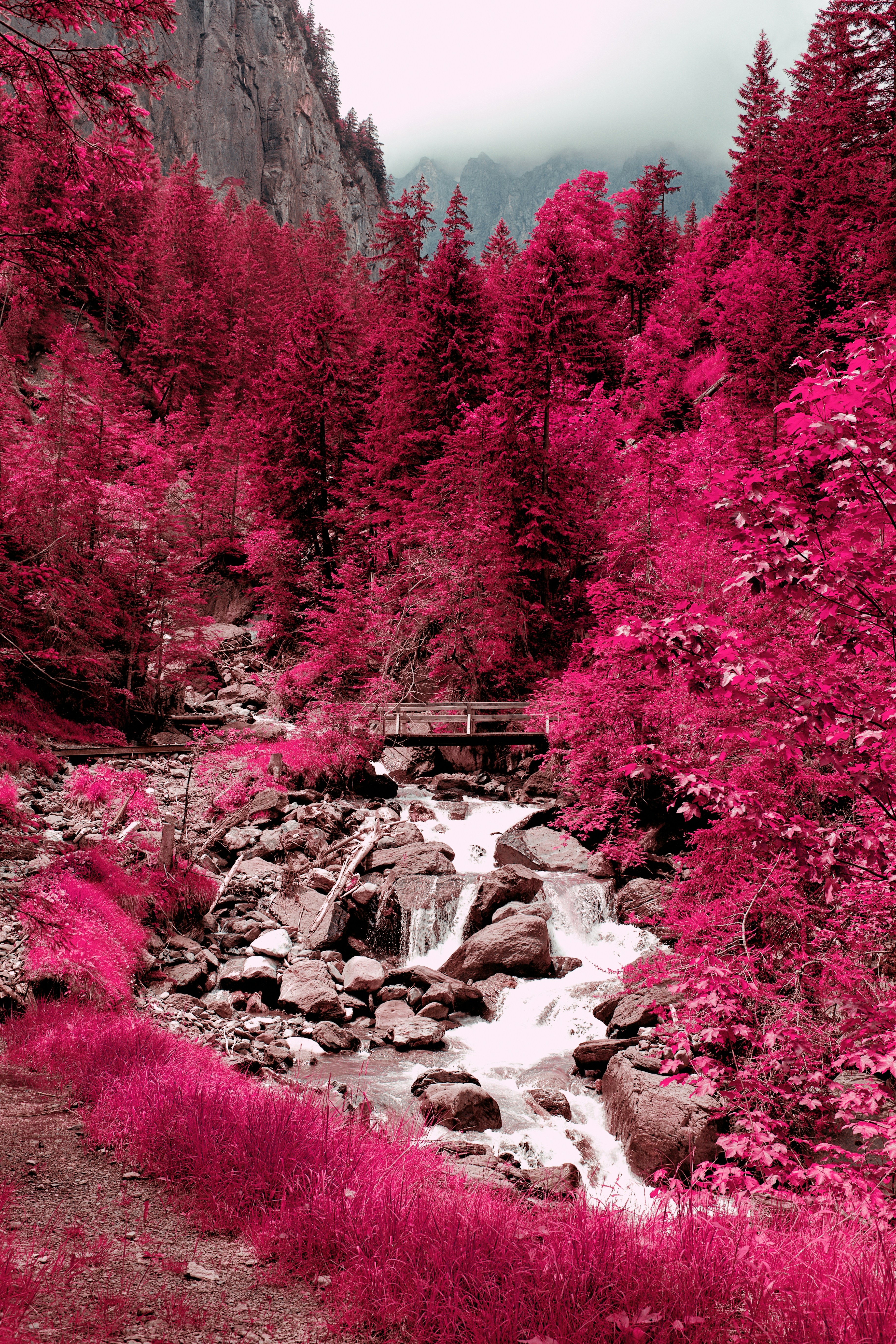A small wooden bridge over a rocky stream surrounded by vibrant magenta foliage
