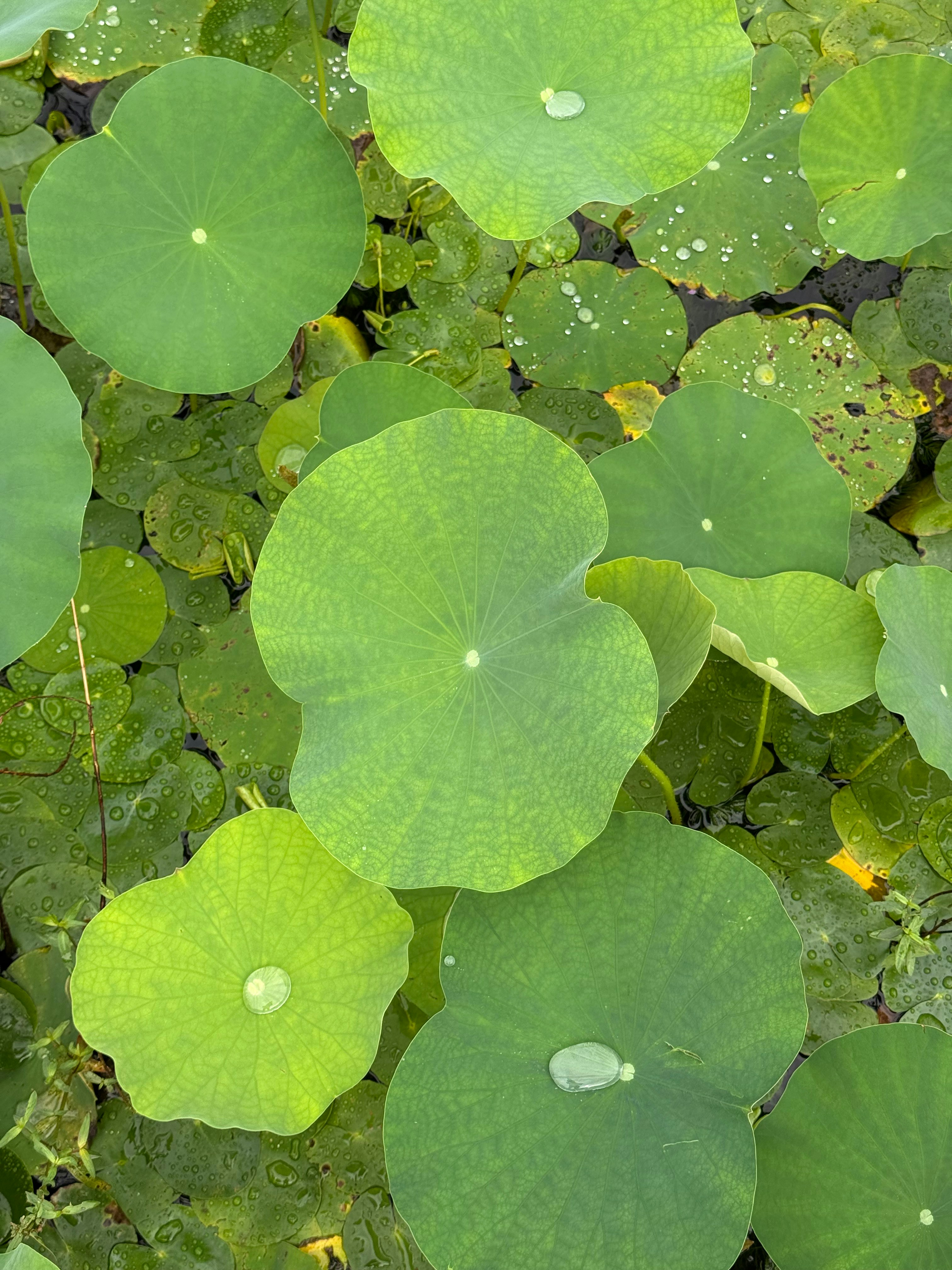 Li Ming (@limingx) | Unsplash Photo Community