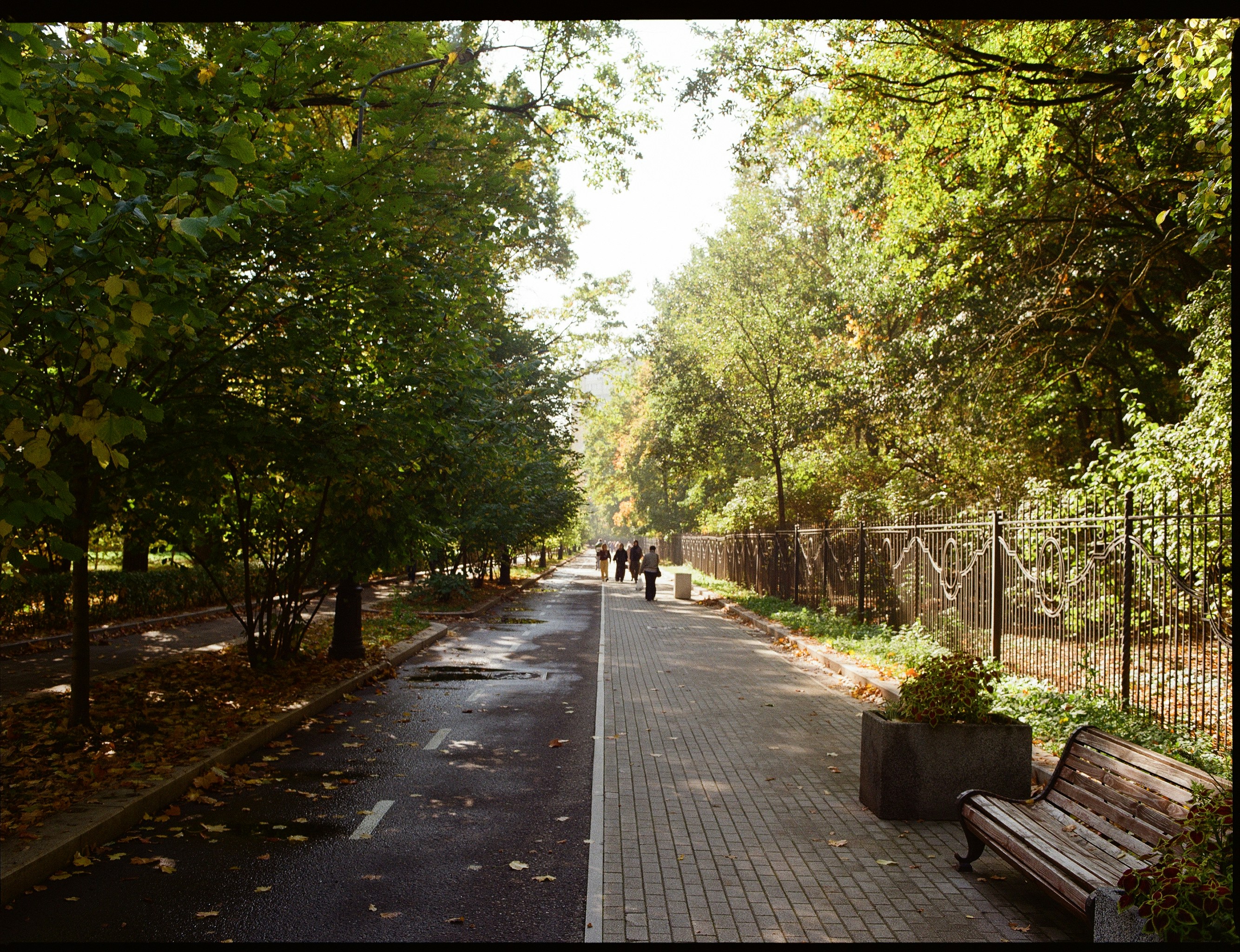 People walking a paved path lined with trees