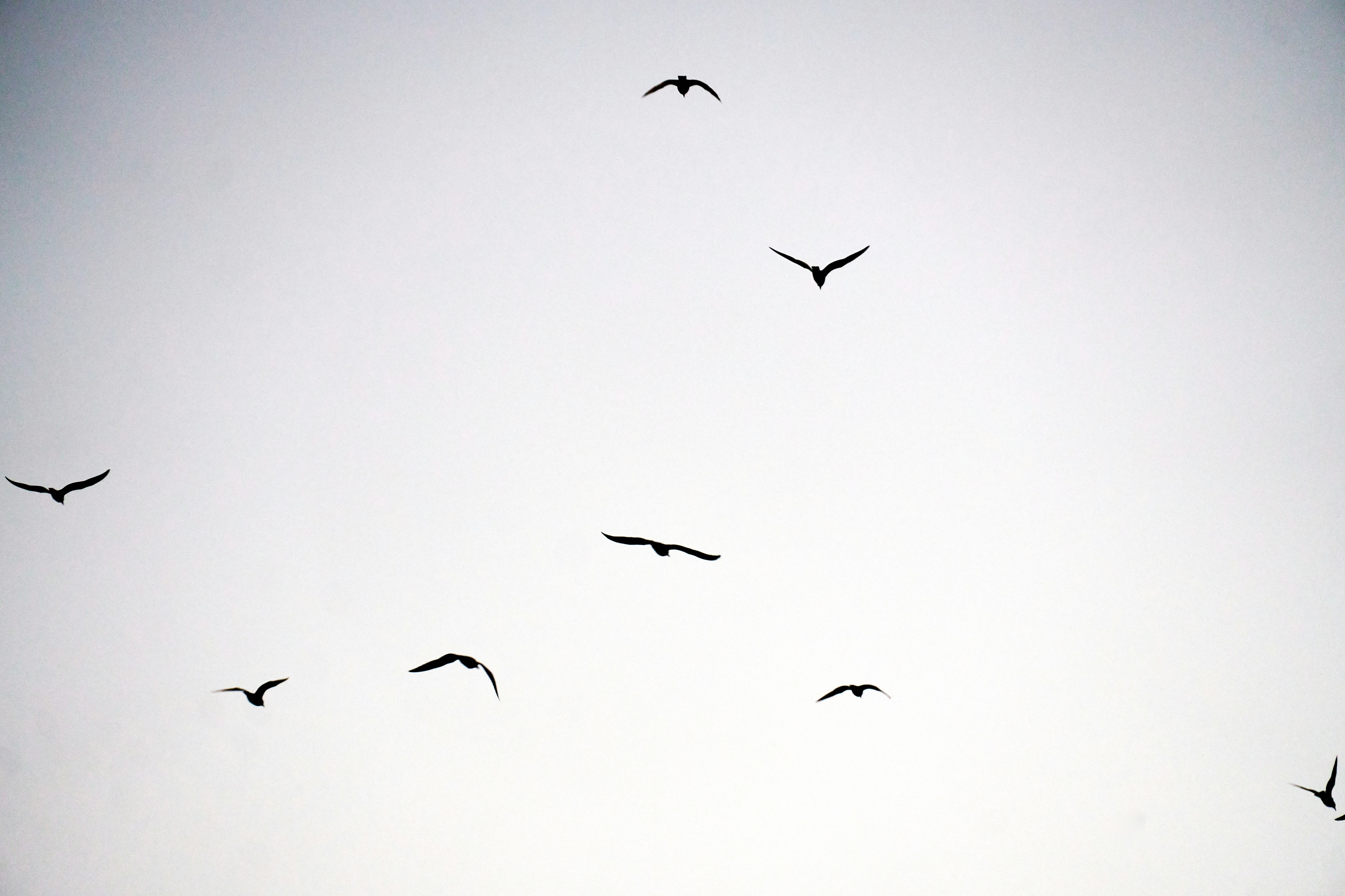 A flock of birds in silhouette against a pale grey sky