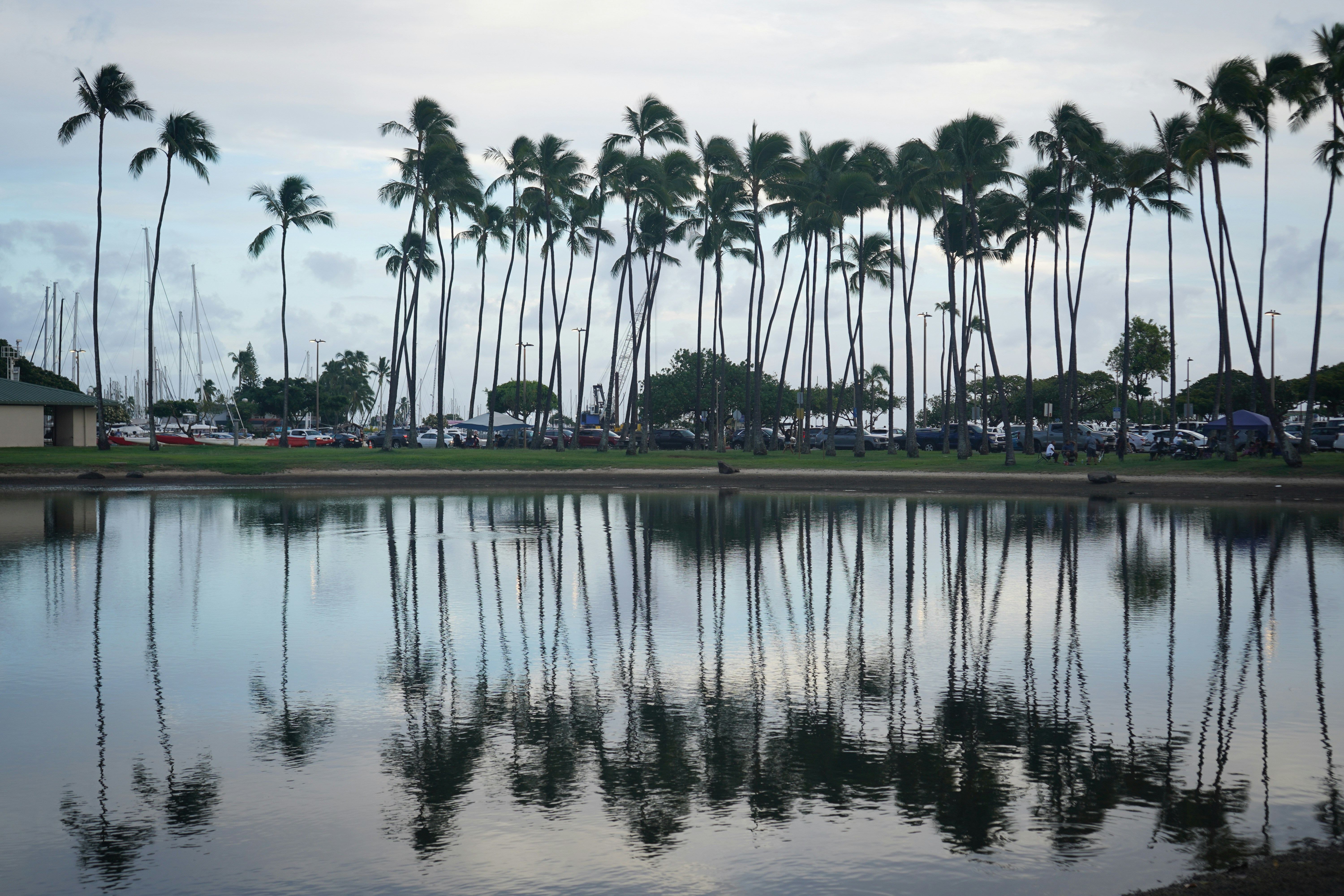 Tall palm trees reflected in a calm pond with a parking lot behind