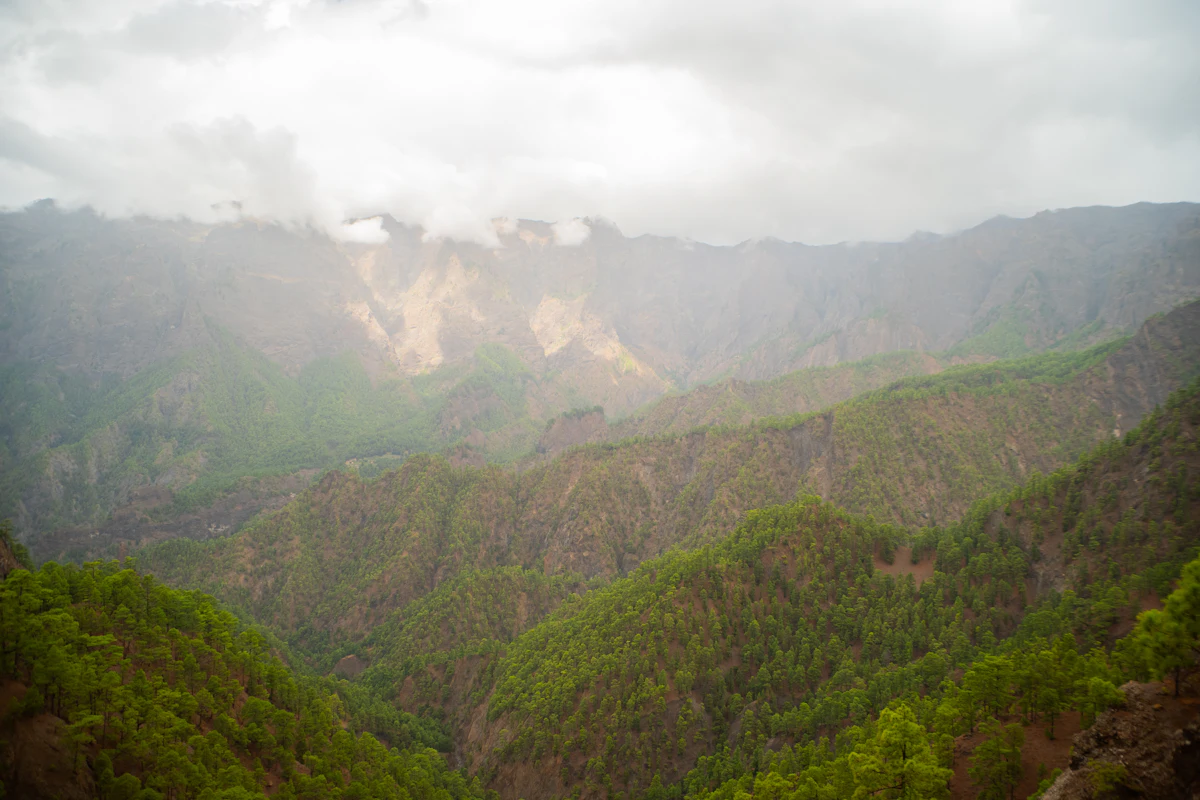 Steep ridges covered in Canary Island pine in the Caldera de Taburiente, under low cloud