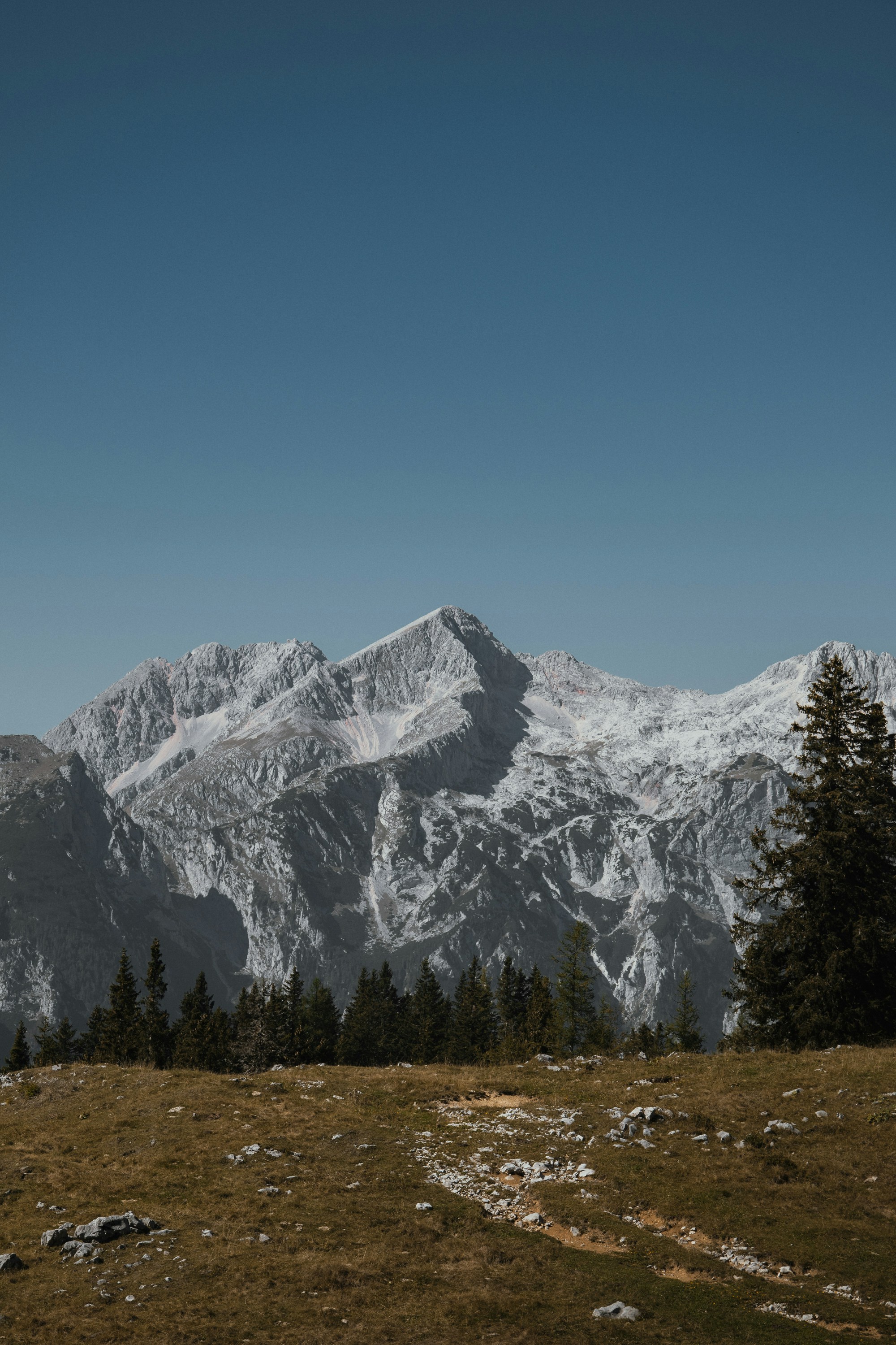 Snow-capped mountain peaks rising above a pine forest and a grassy meadow