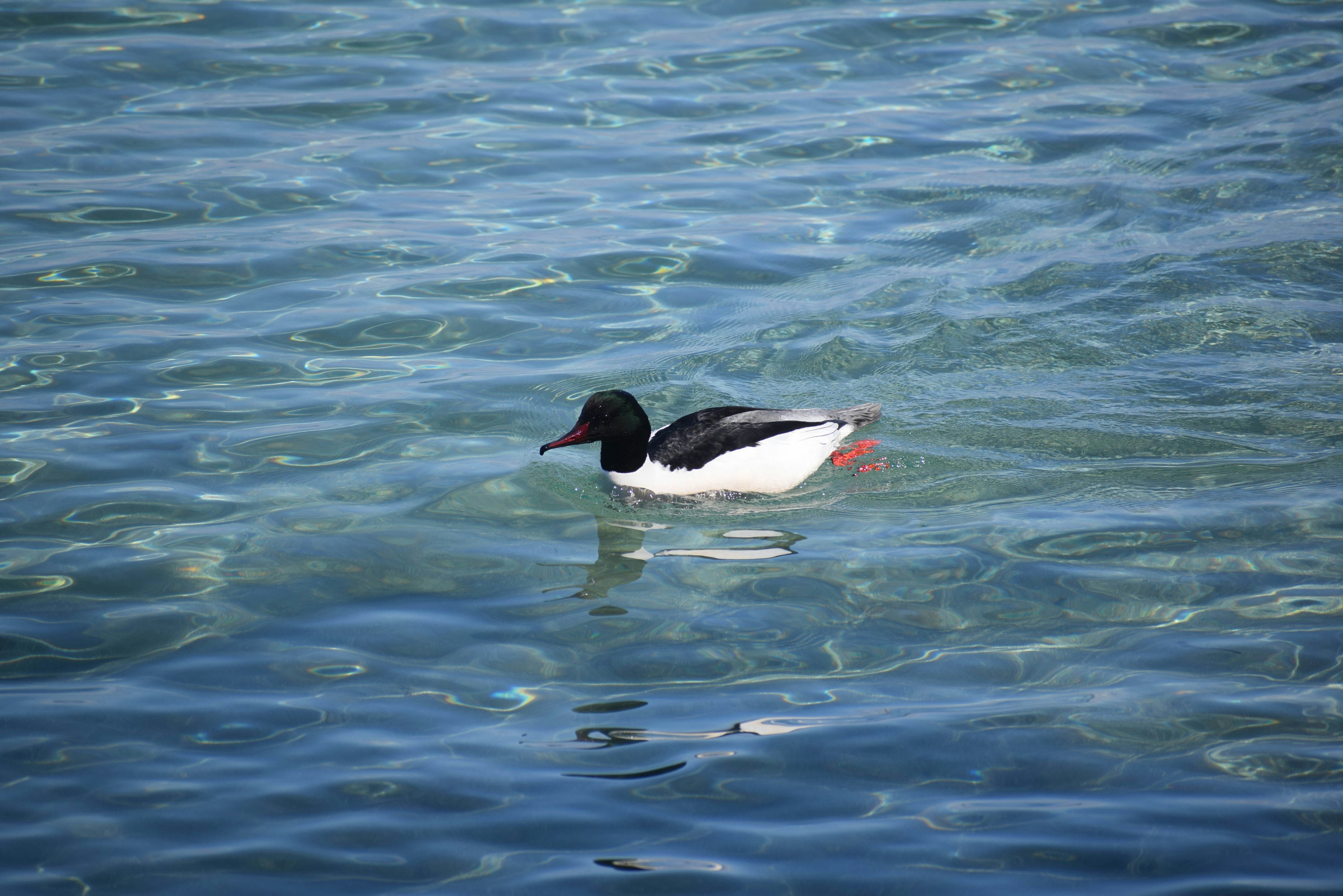 A common merganser swimming in clear blue water with visible ripples
