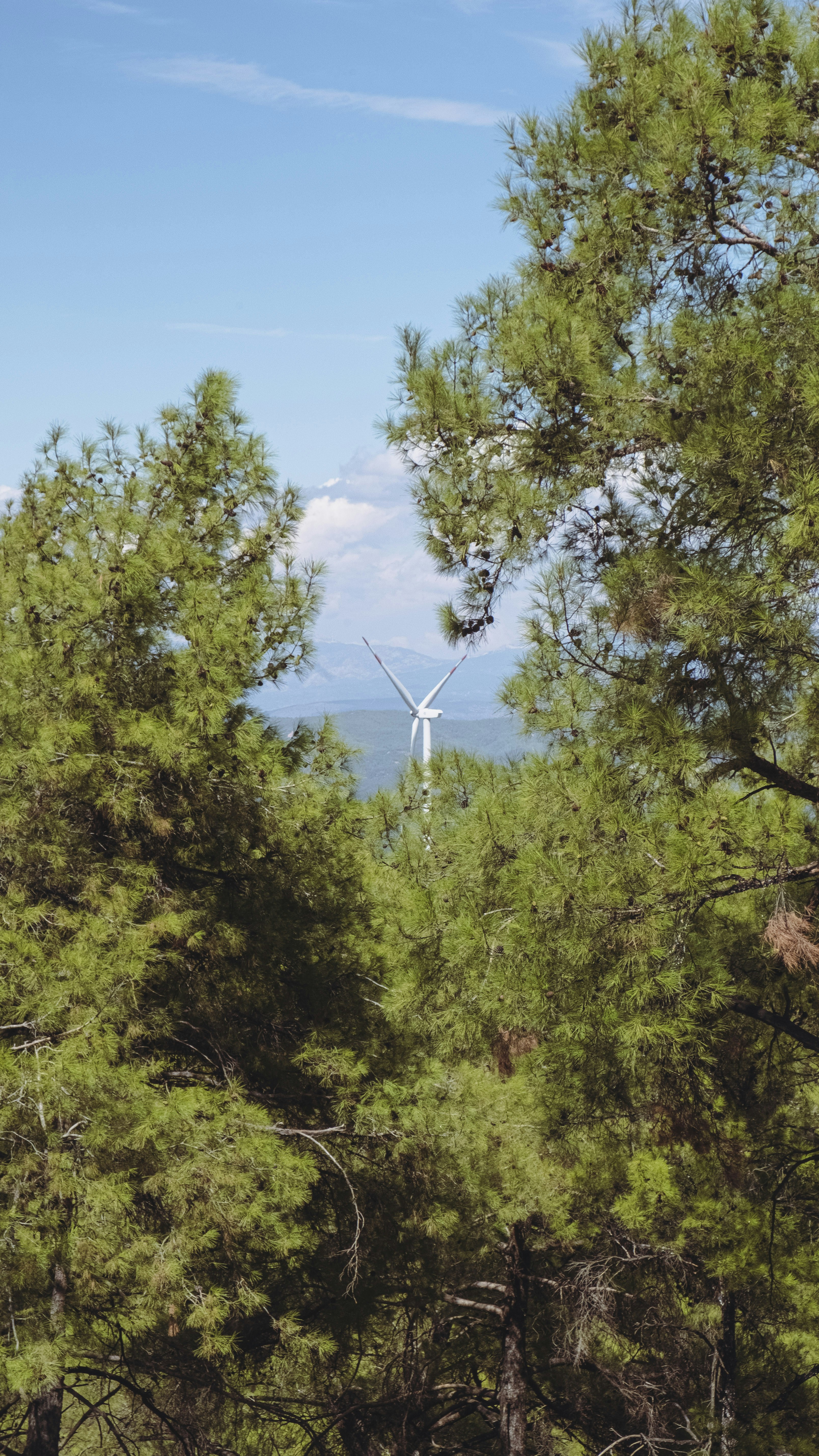 A white wind turbine visible through a gap in green pine trees