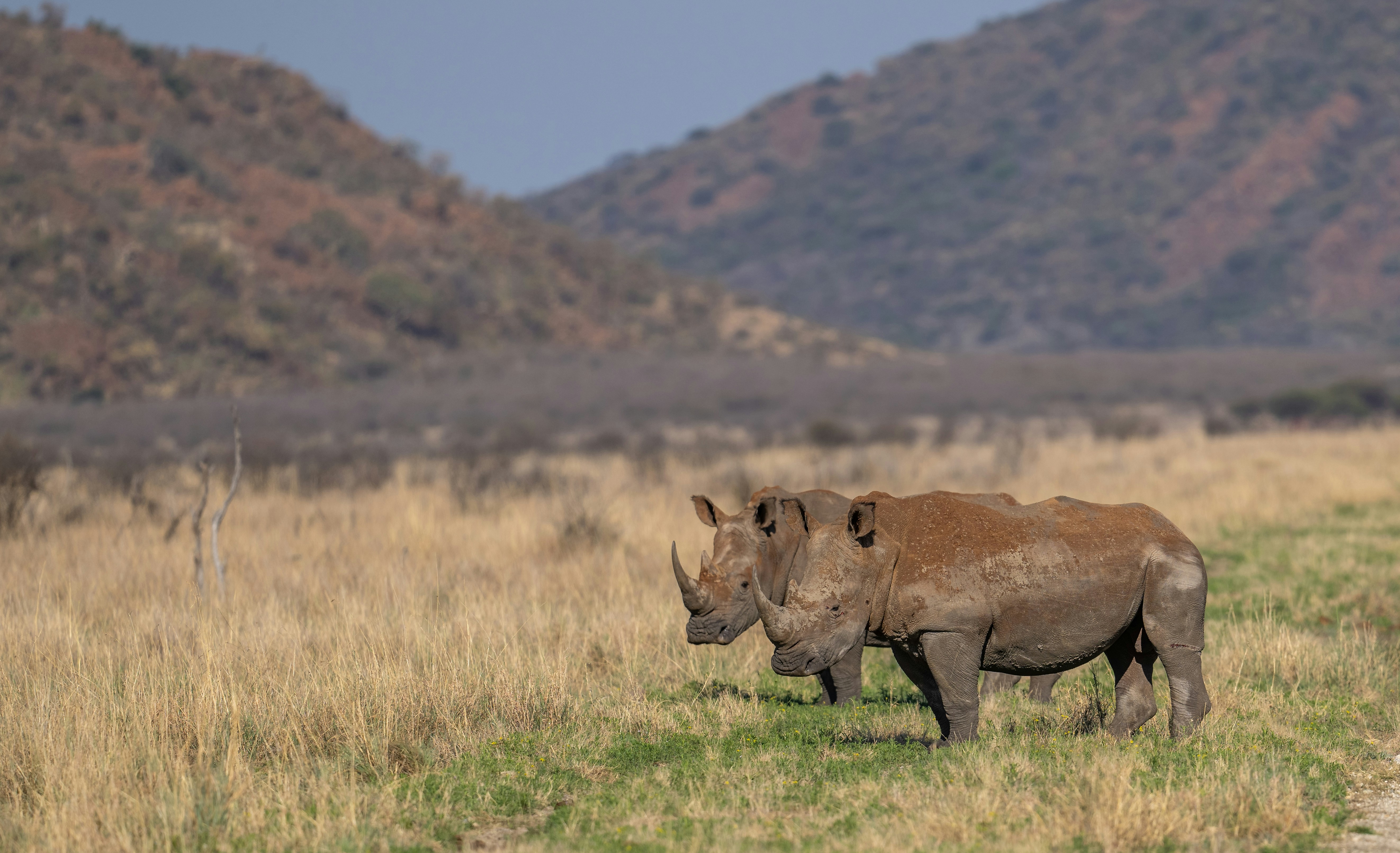 Deux rhinocéros blancs dans un champ herbeux sec avec des collines en arrière-plan